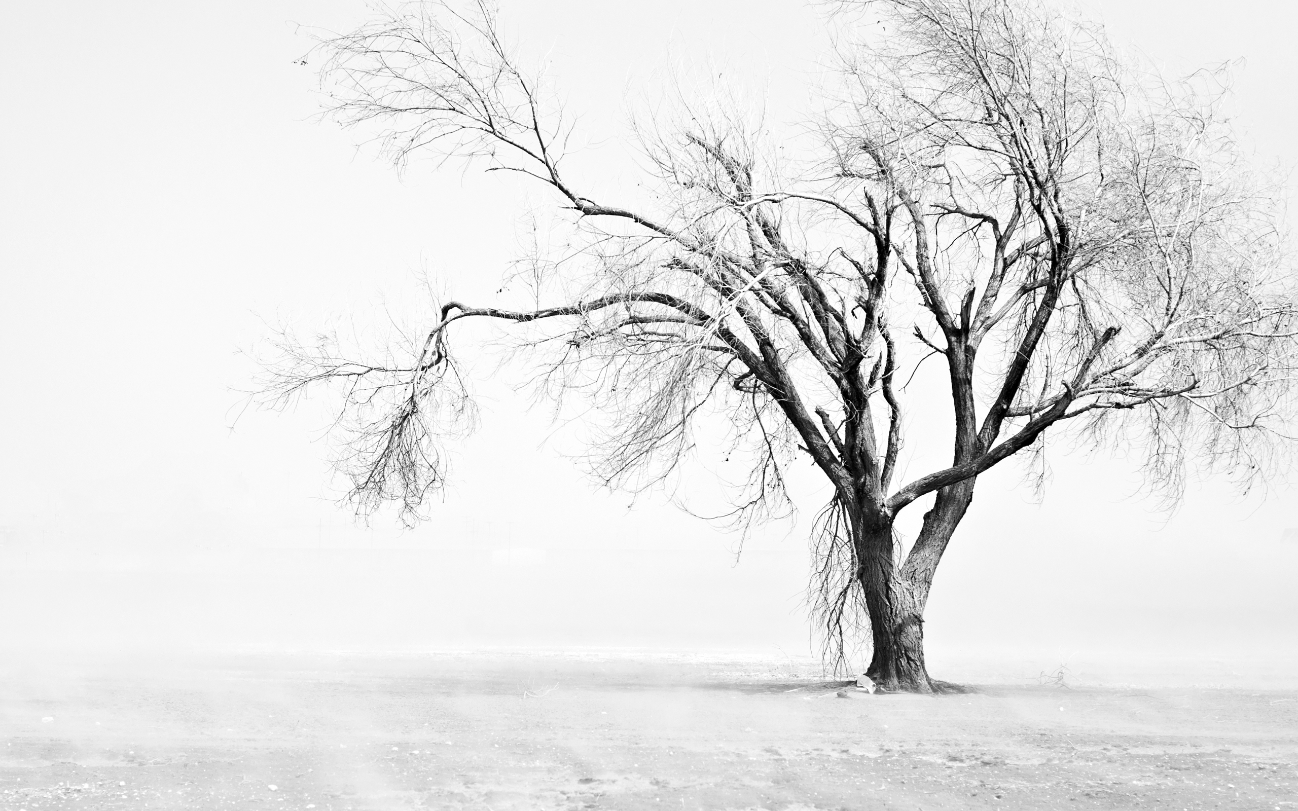 Field Tree Dust Texas 2560x1600