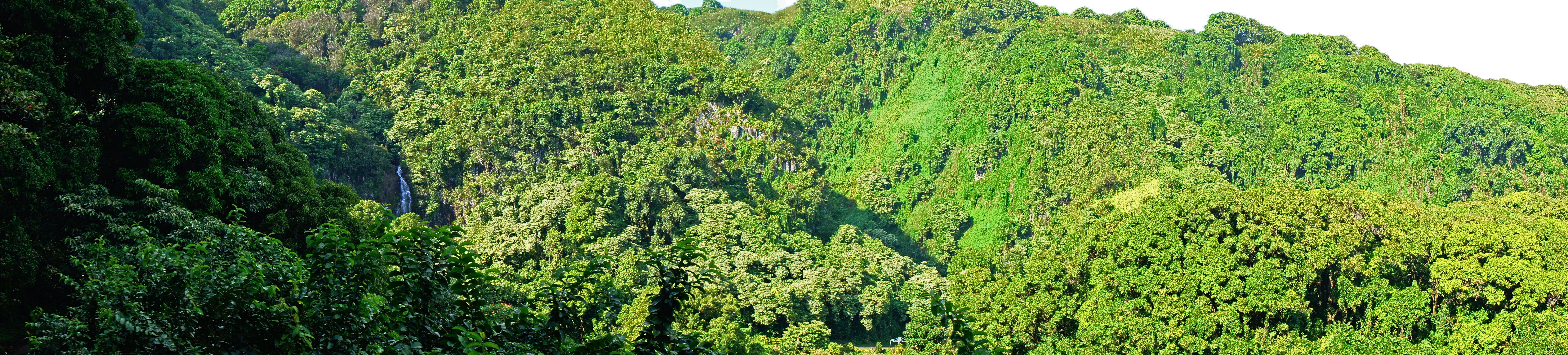 Hawaii Maui Tropical Forest Tropics Palm Trees Beach 8192x1856