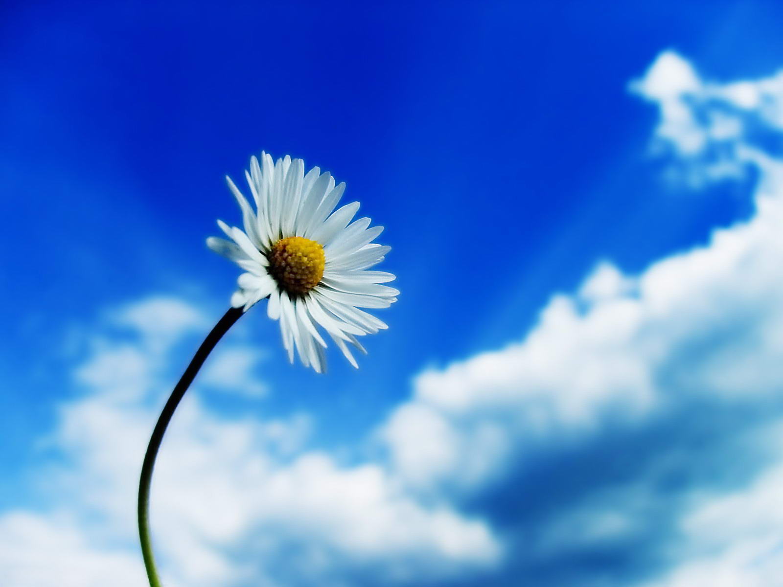Daisies Flowers Sky White Flowers Plants Macro Clouds Blue White Nature Matricaria 1600x1200