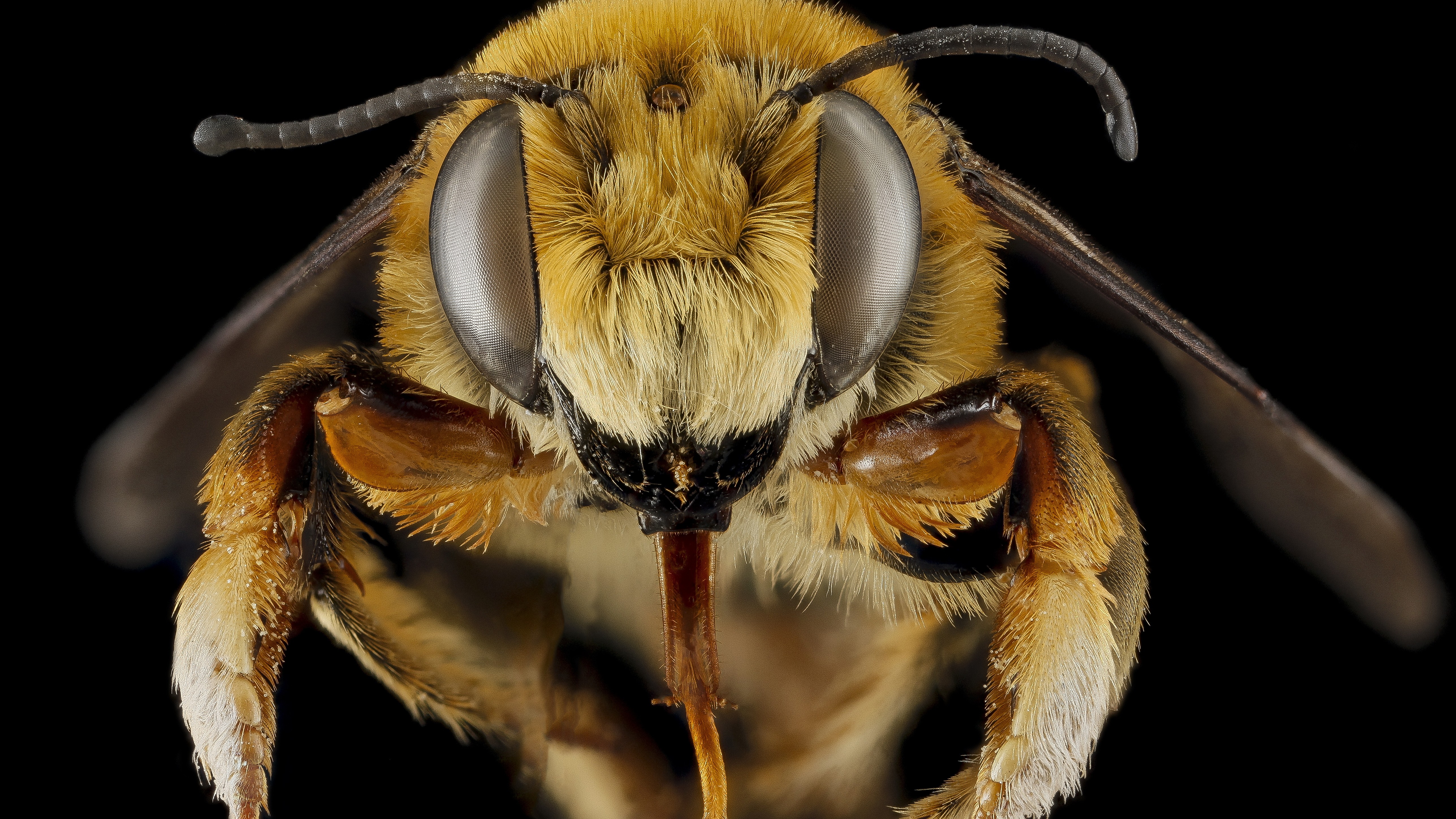 Nature Macro Insect Tentacles Legs Hair Depth Of Field Eyes Bees Black Background Wings 5150x2896