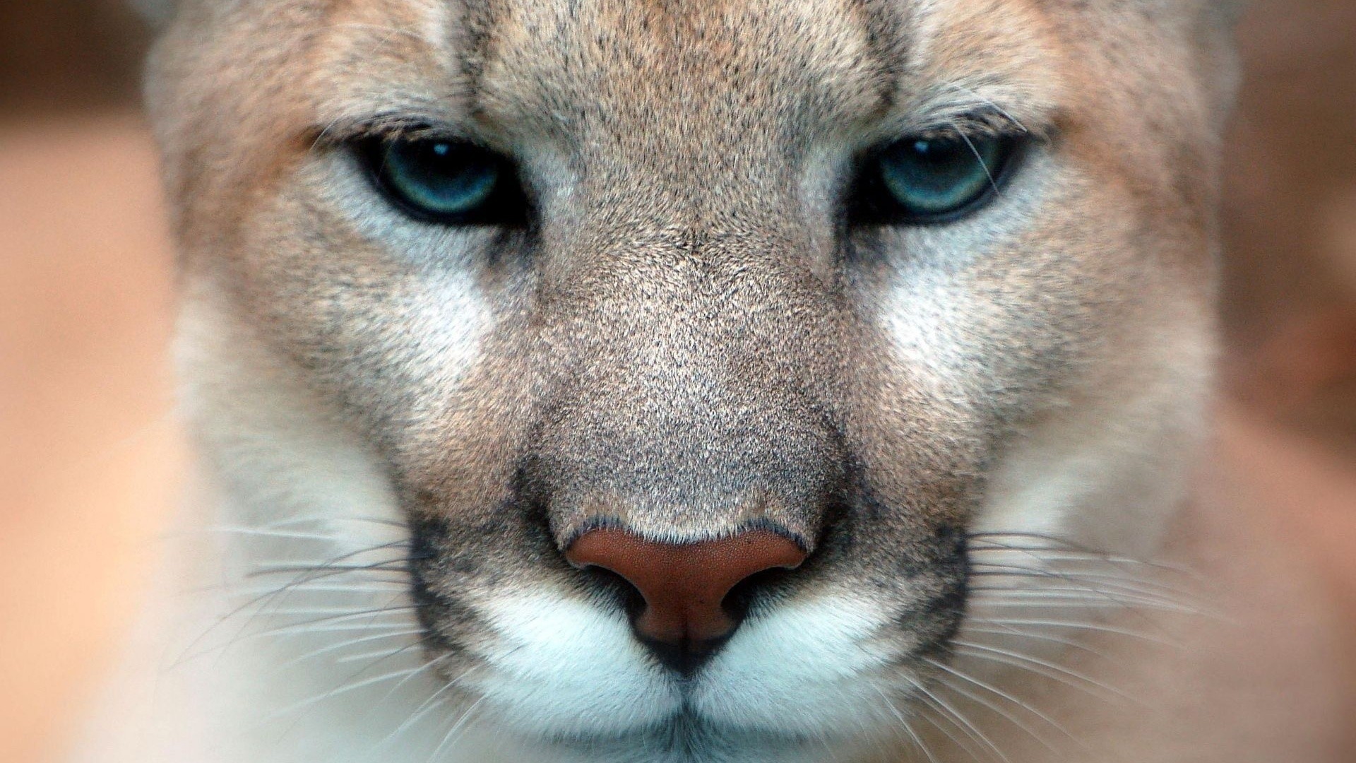 Animals Feline Nature Pumas Cougars 1920x1080