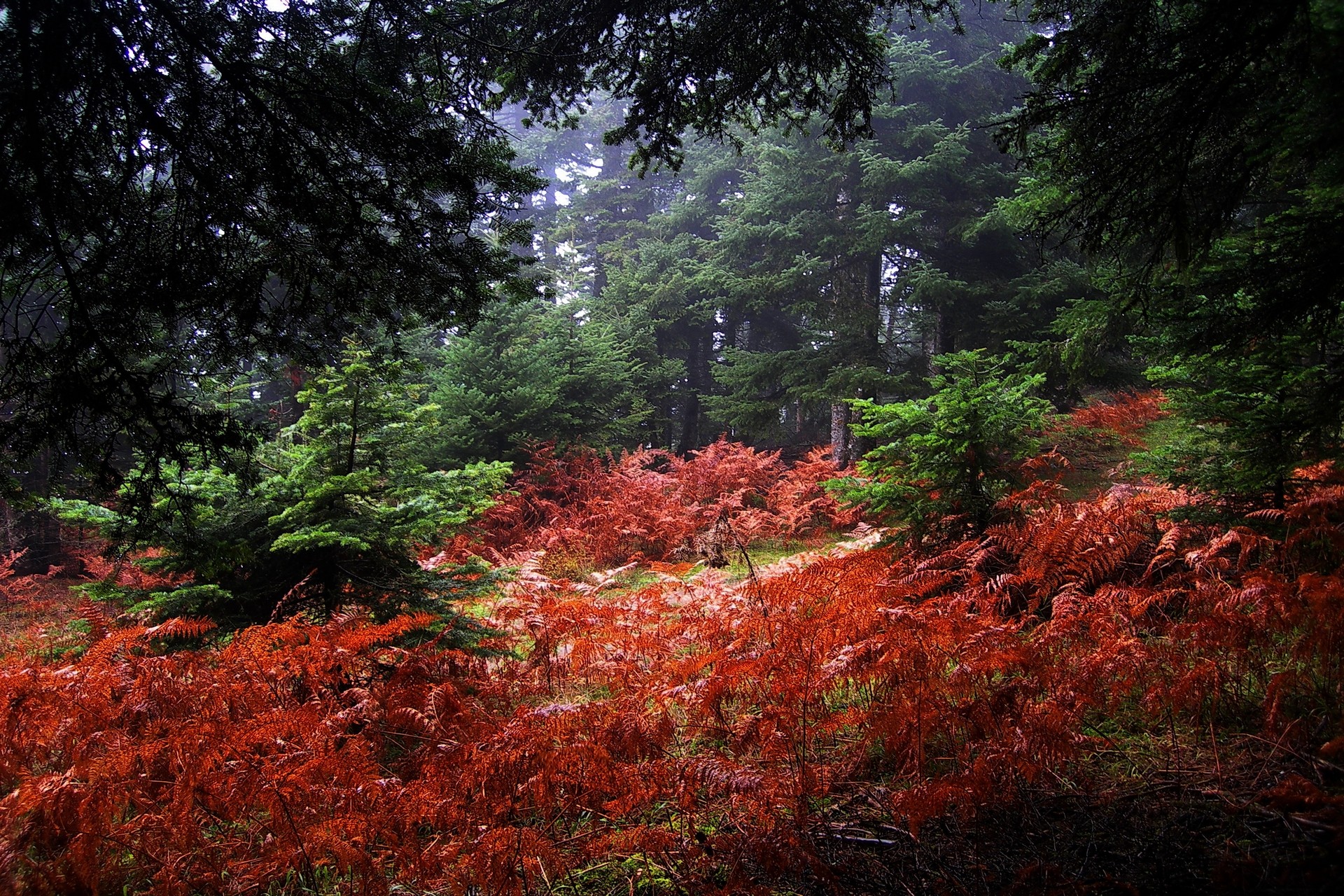 Nature Landscape Fall Mist Forest Shrubs Ferns Trees Red Plants 1920x1280