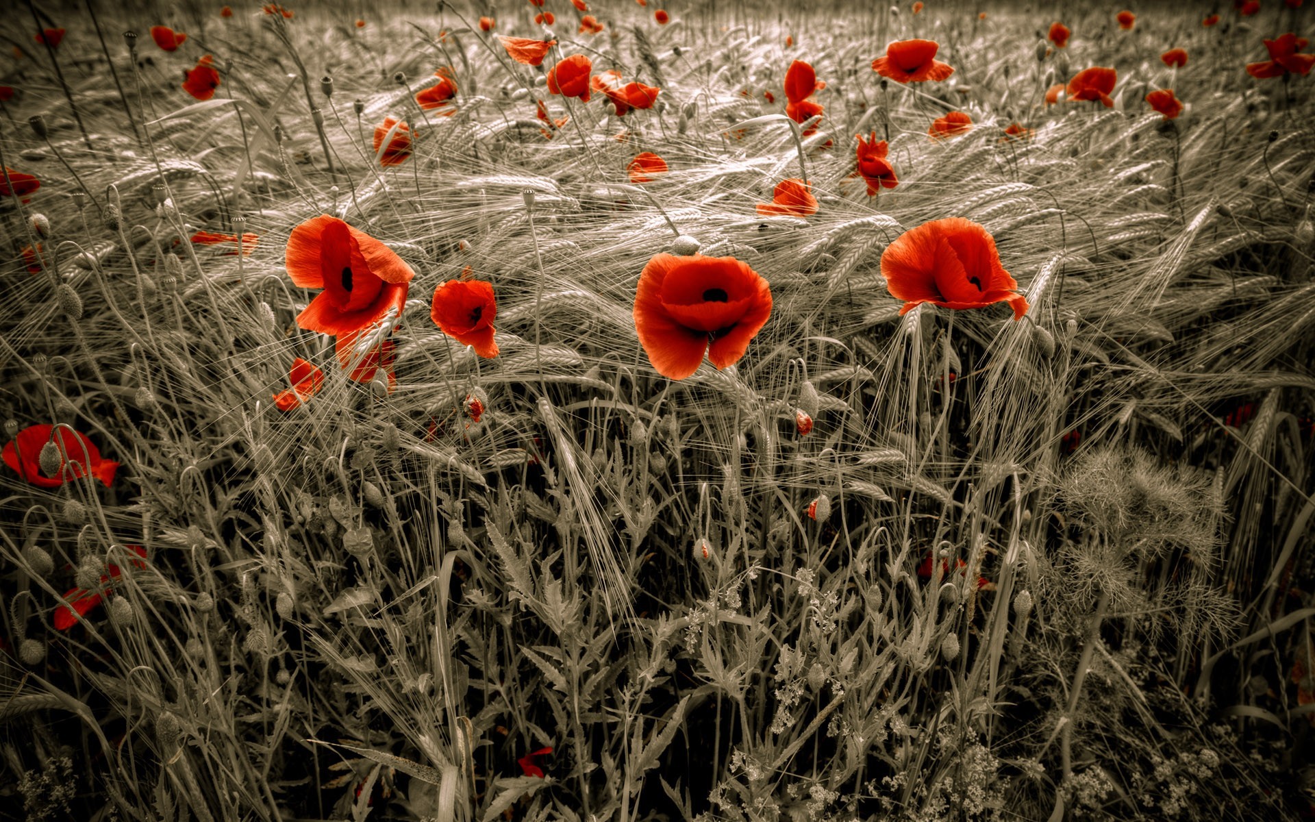 Selective Coloring Poppies Red Flowers 1920x1200