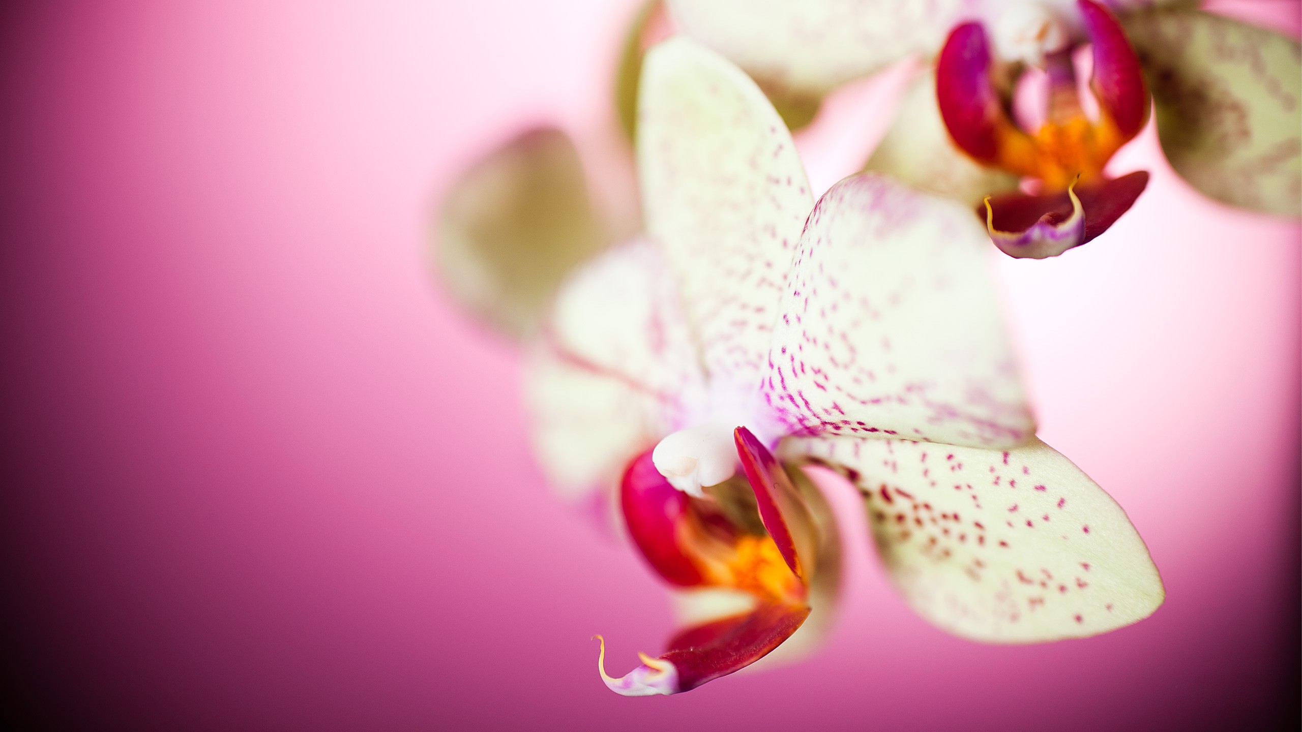 Orchids 2560x1440