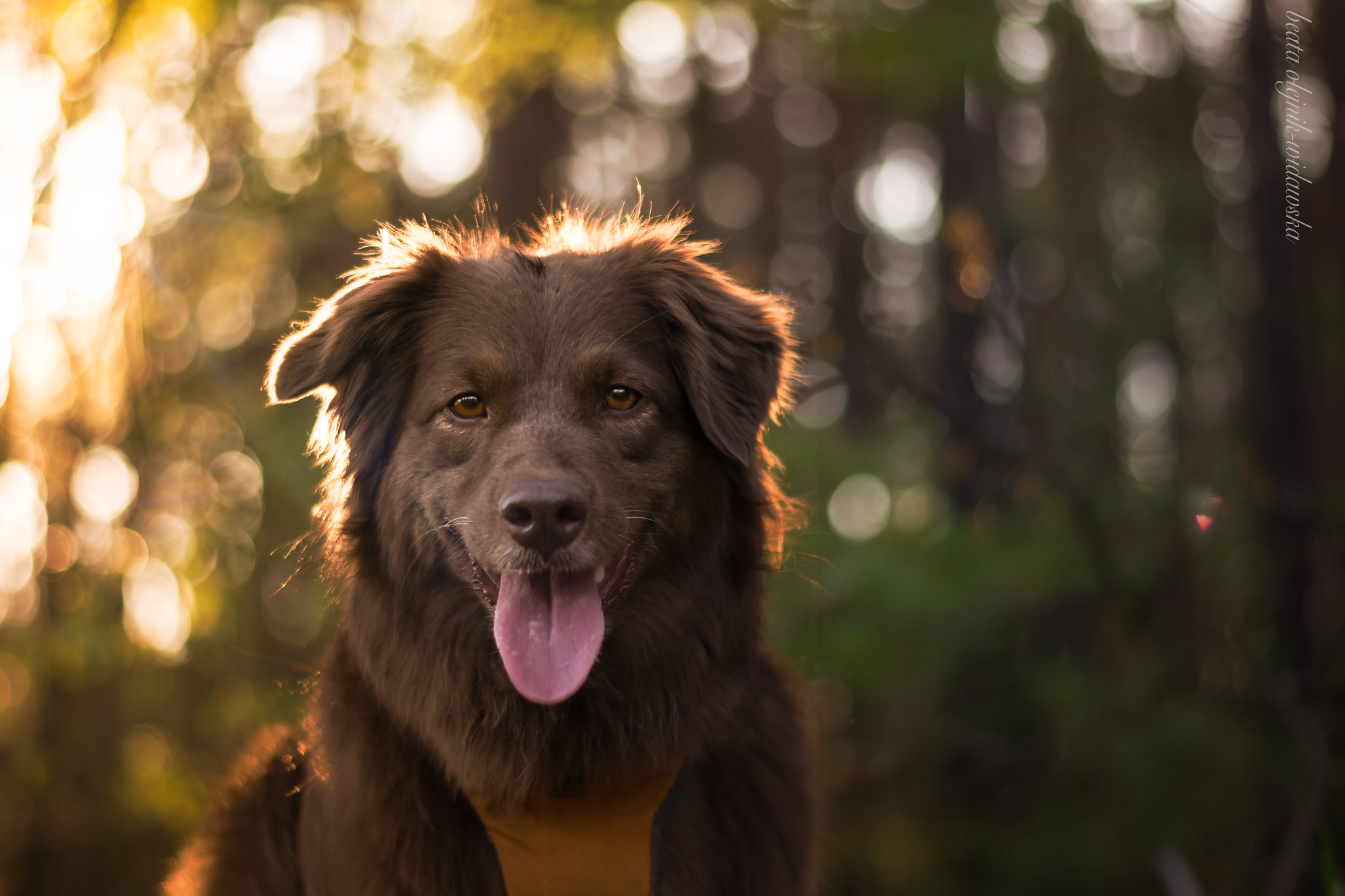 Depth Of Field Sun Rays Dog Tongue Out Good Boy 2048x1365