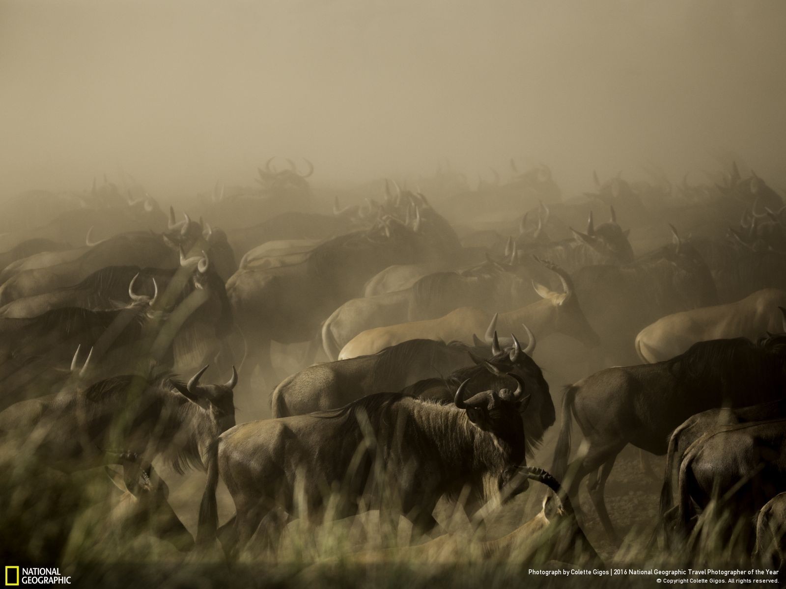 Animals National Geographic 1600x1200