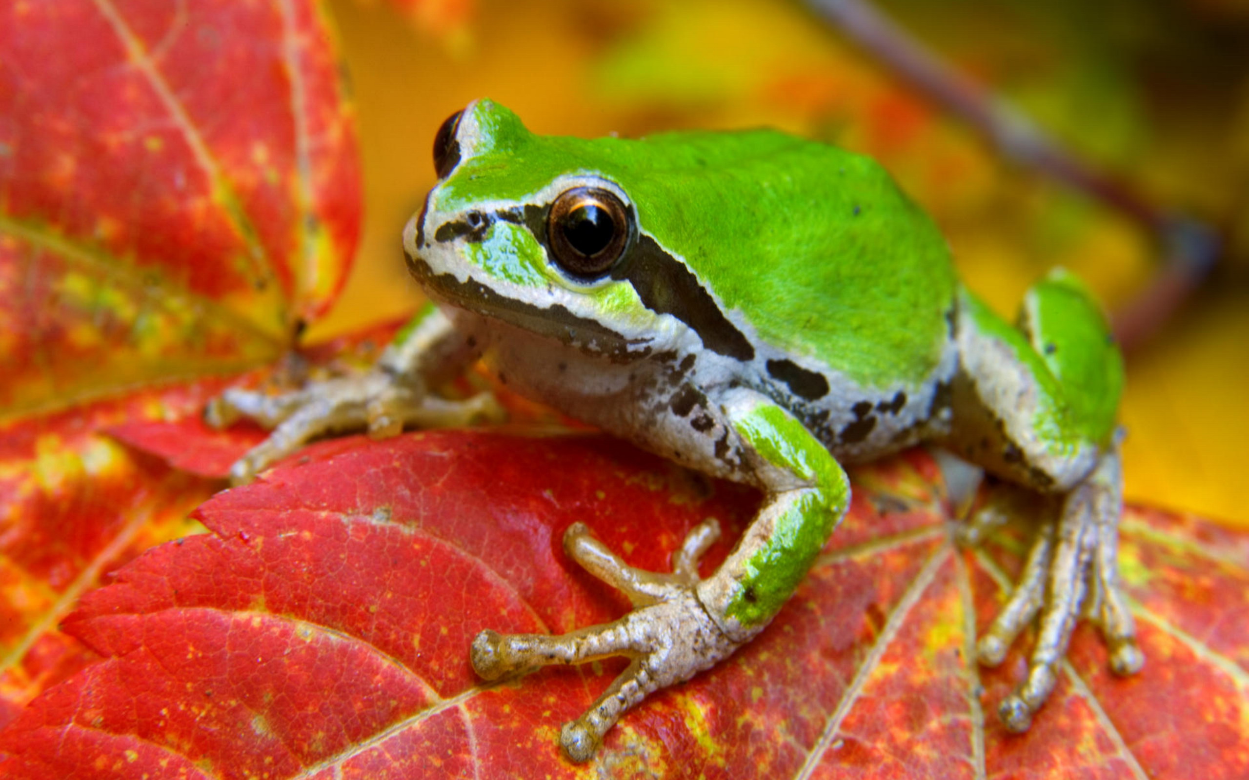 Olympic National Park Washington Maple Leaf Fall Leaf Frog 2560x1600