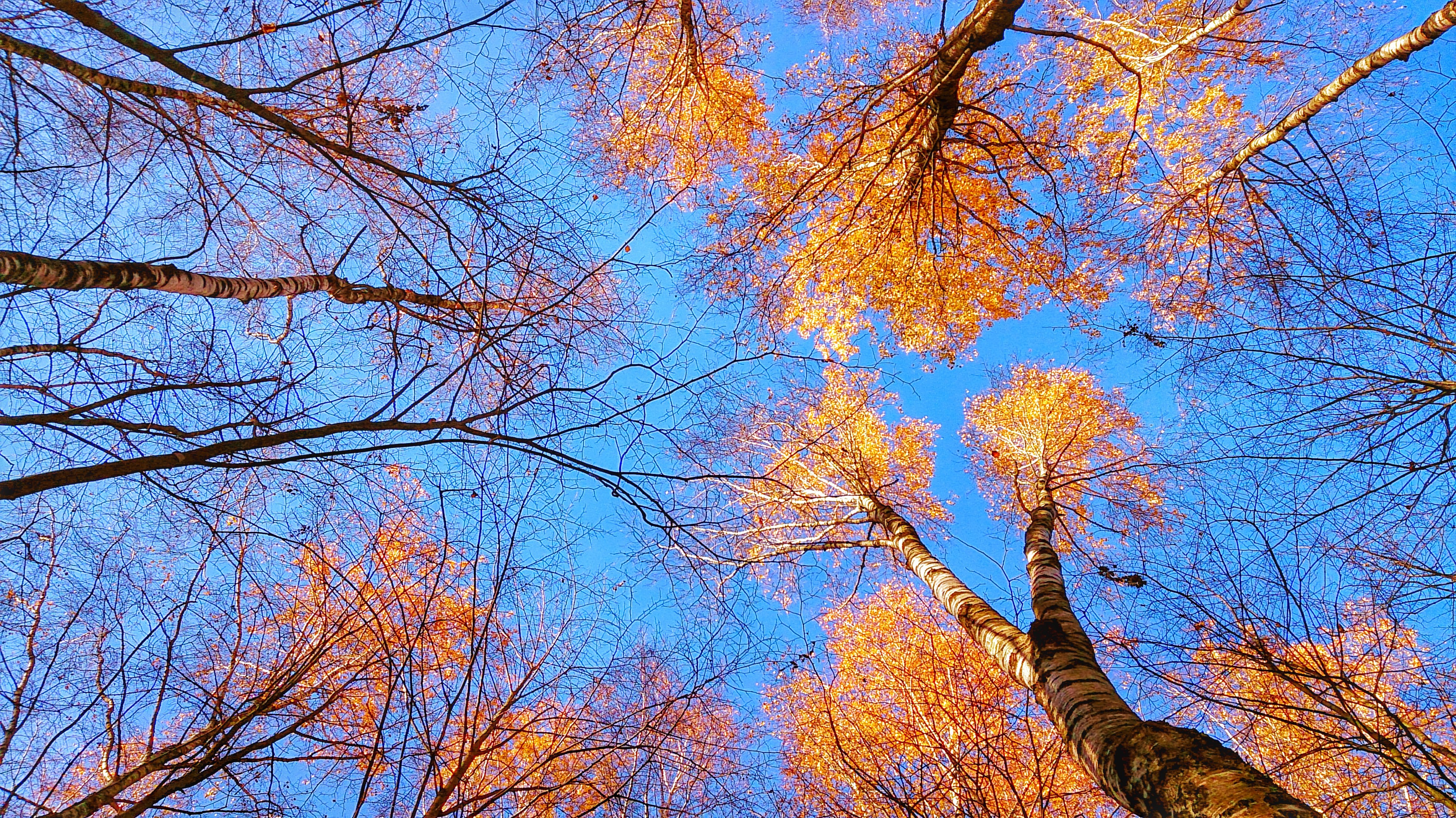 Nature Trees Fall Sky Worms Eye View Bottom View 3920x2204