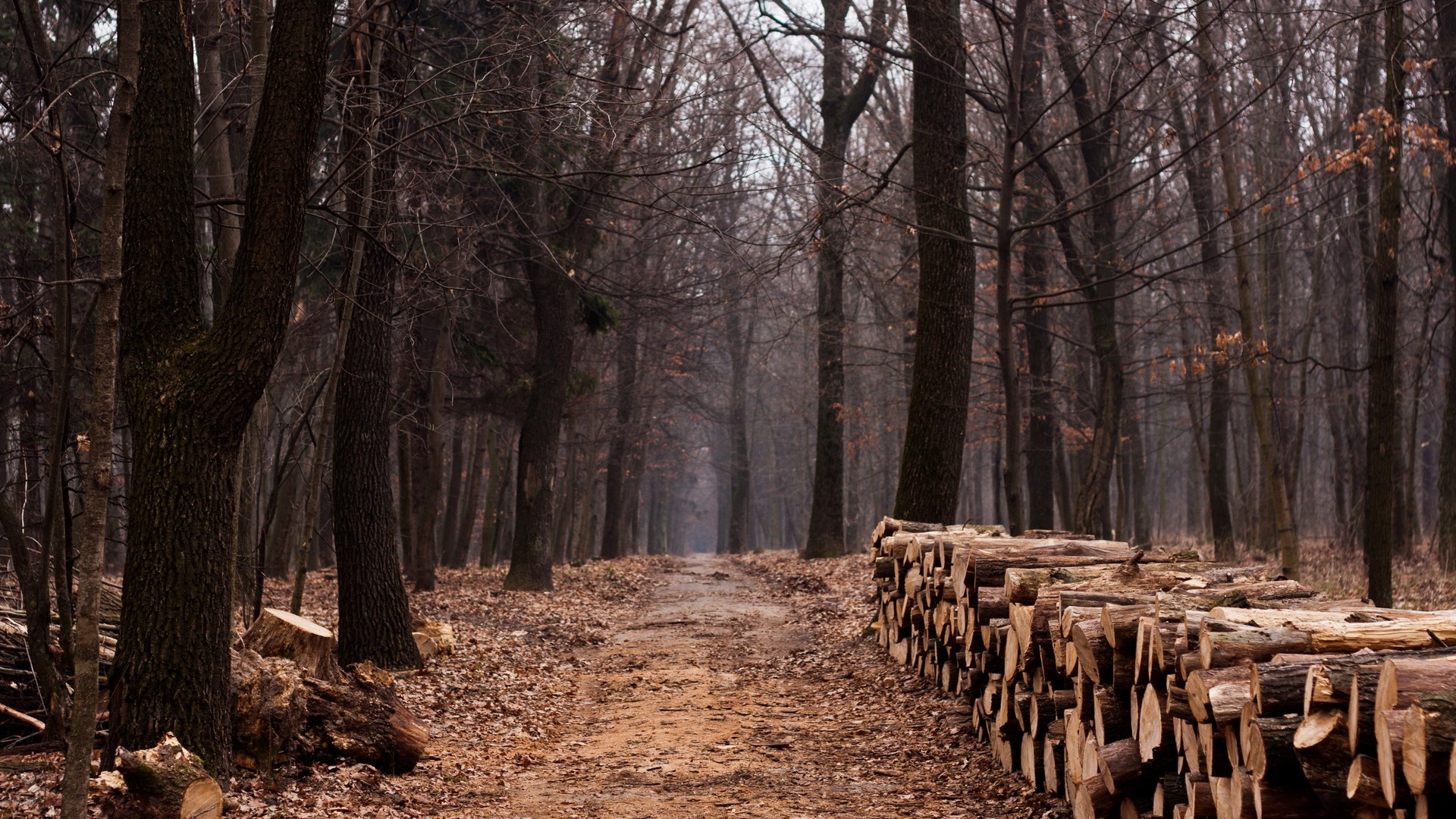 Nature Landscape Trees Forest Wood Path Fall Tree Stump Dirt Road Leaves 1920x1080