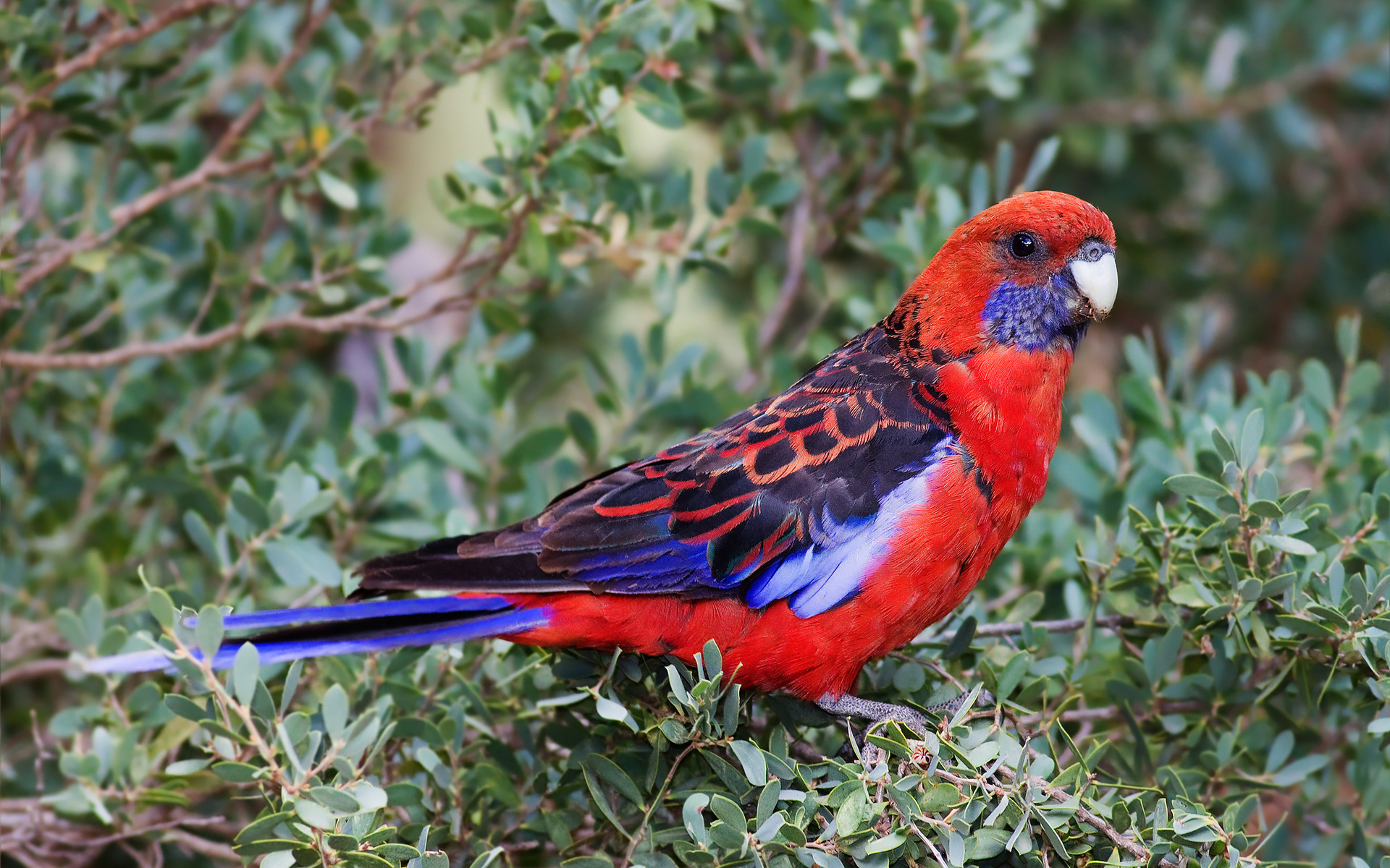 Crimson Rosella 1920x1200