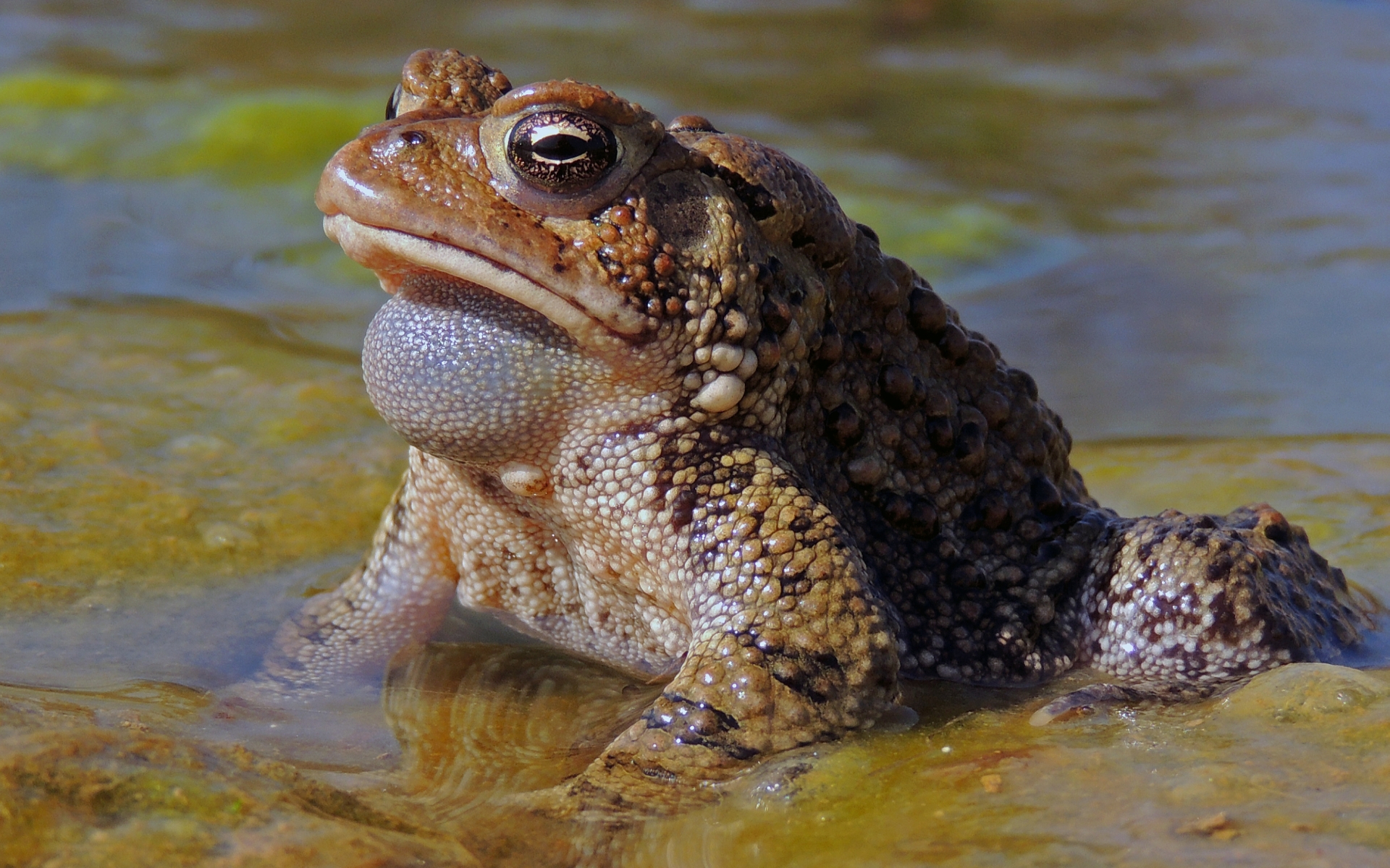 Animal Toad 1920x1200