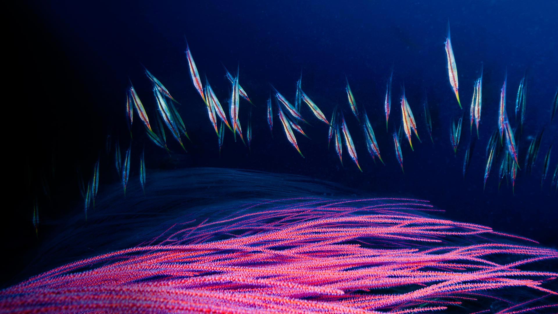 Nature Underwater Sea Animals Fish Colorful Deep Sea 1920x1080