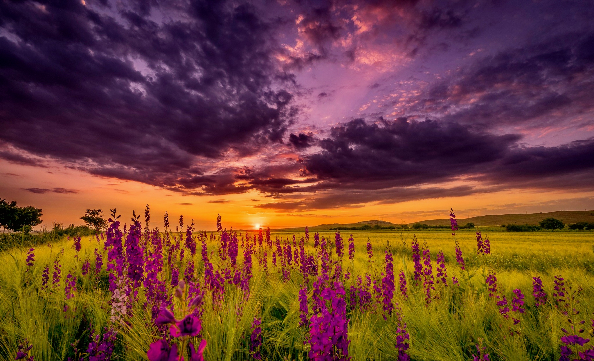Earth Flower Lupine Field Sunset Purple Flower Cloud 2046x1244