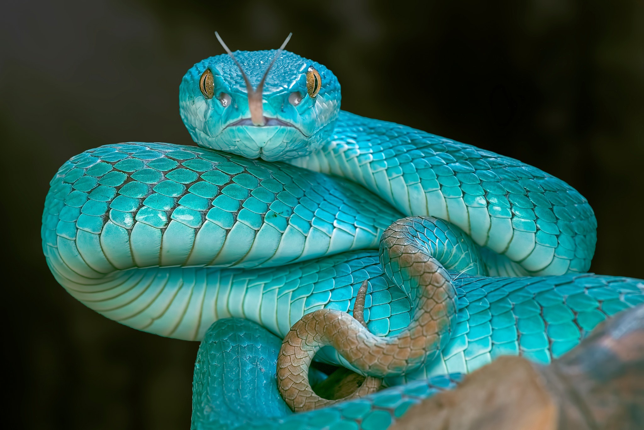 Viper Snake Reptile Wildlife 2048x1367