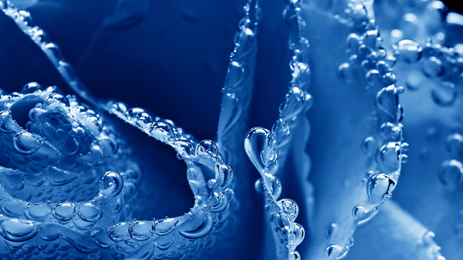 Liquid Digital Art Blue Water Petals Water Drops Flower Petals 1920x1080
