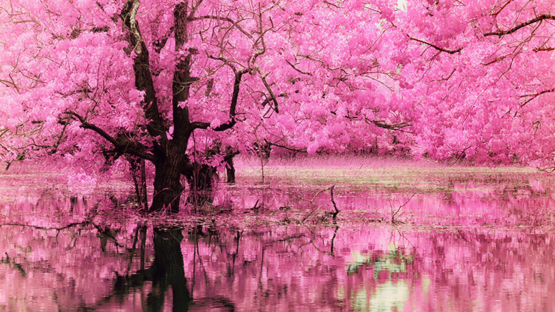 Dogwood Tree Blossom Pond Reflection Nature Pink Flower 1920x1080