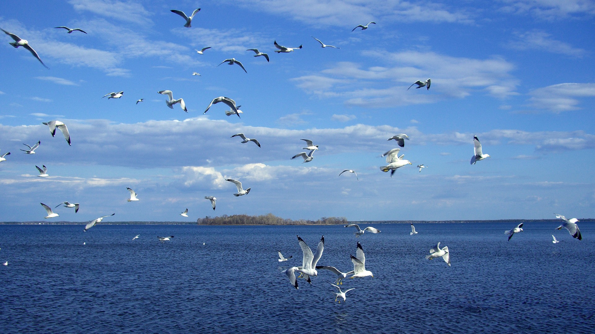 Seagull Bird Ocean Water Animal Flock Of Birds 1920x1080