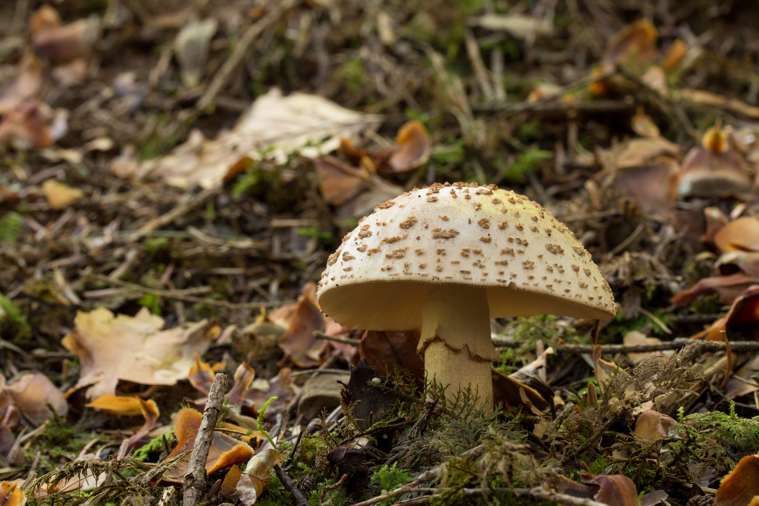 Mushroom Forest Nature Moss Fall Fungus Leaves 2560x1707