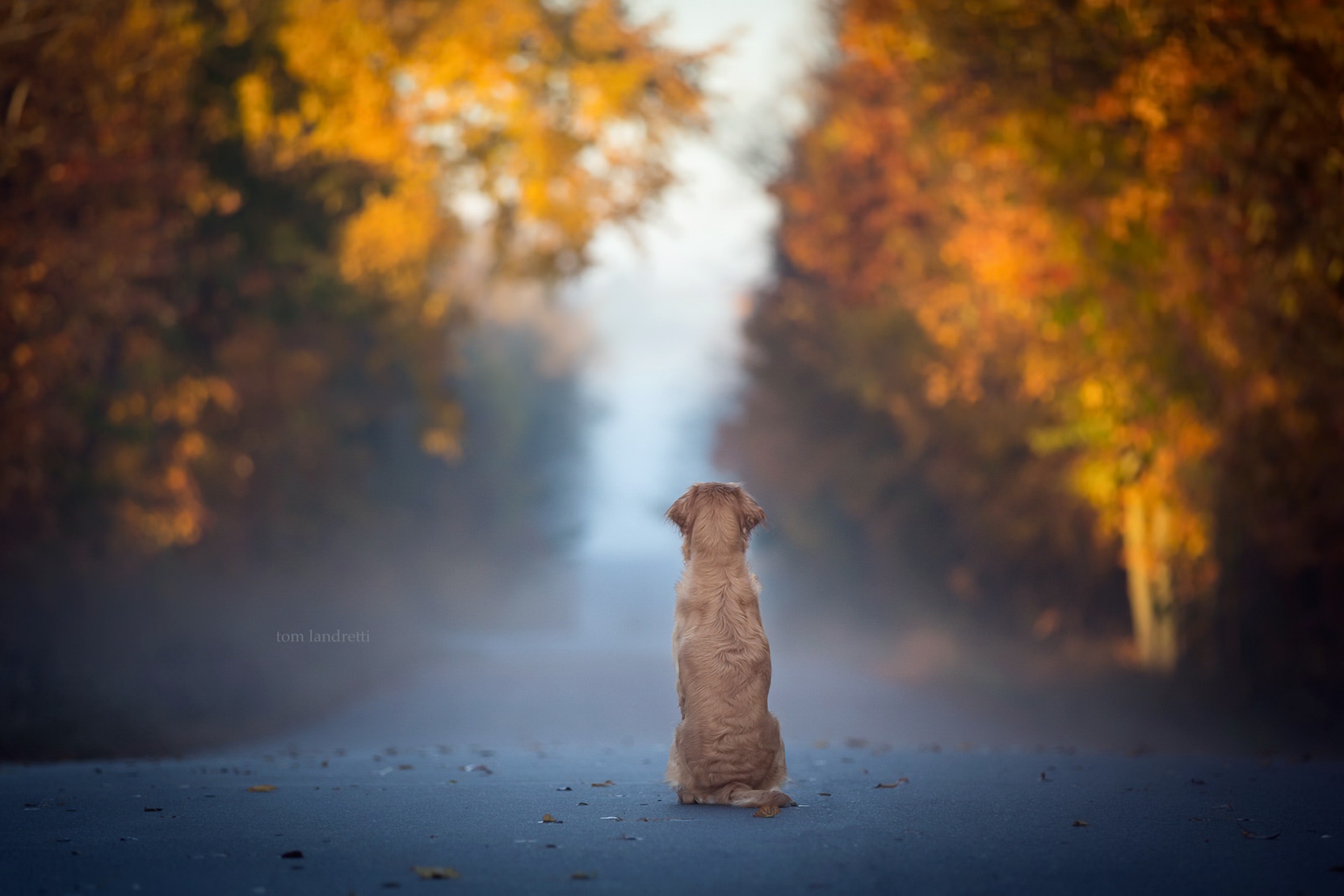 Dog Fall Leaves Blue Animals Mist Road Solice 1920x1280