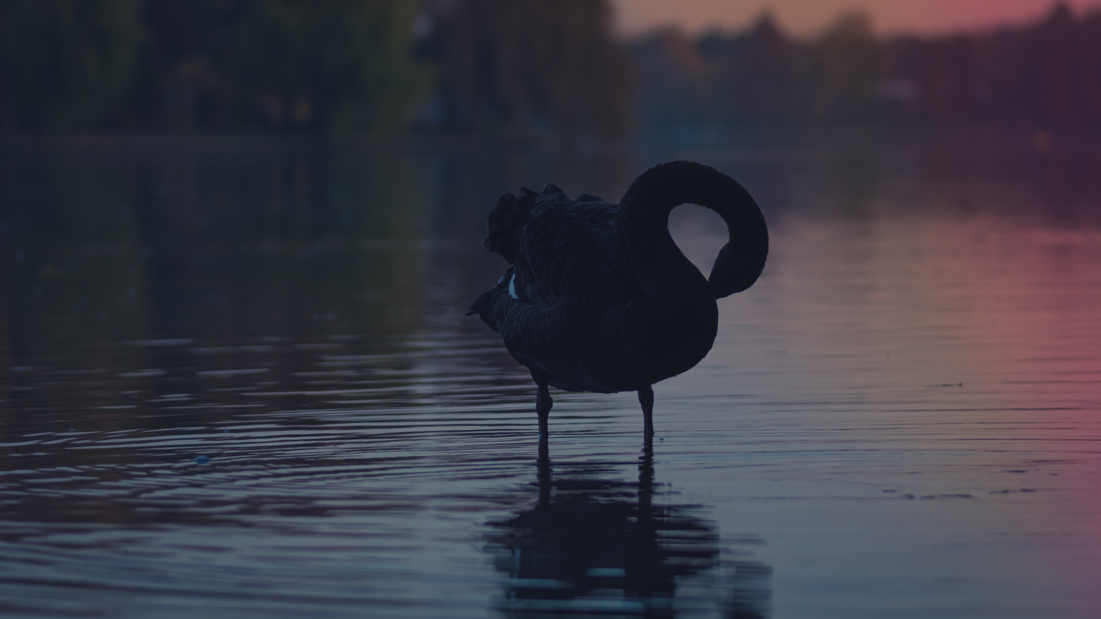Swan Black Swan Water Reflection Sunset 3840x2160