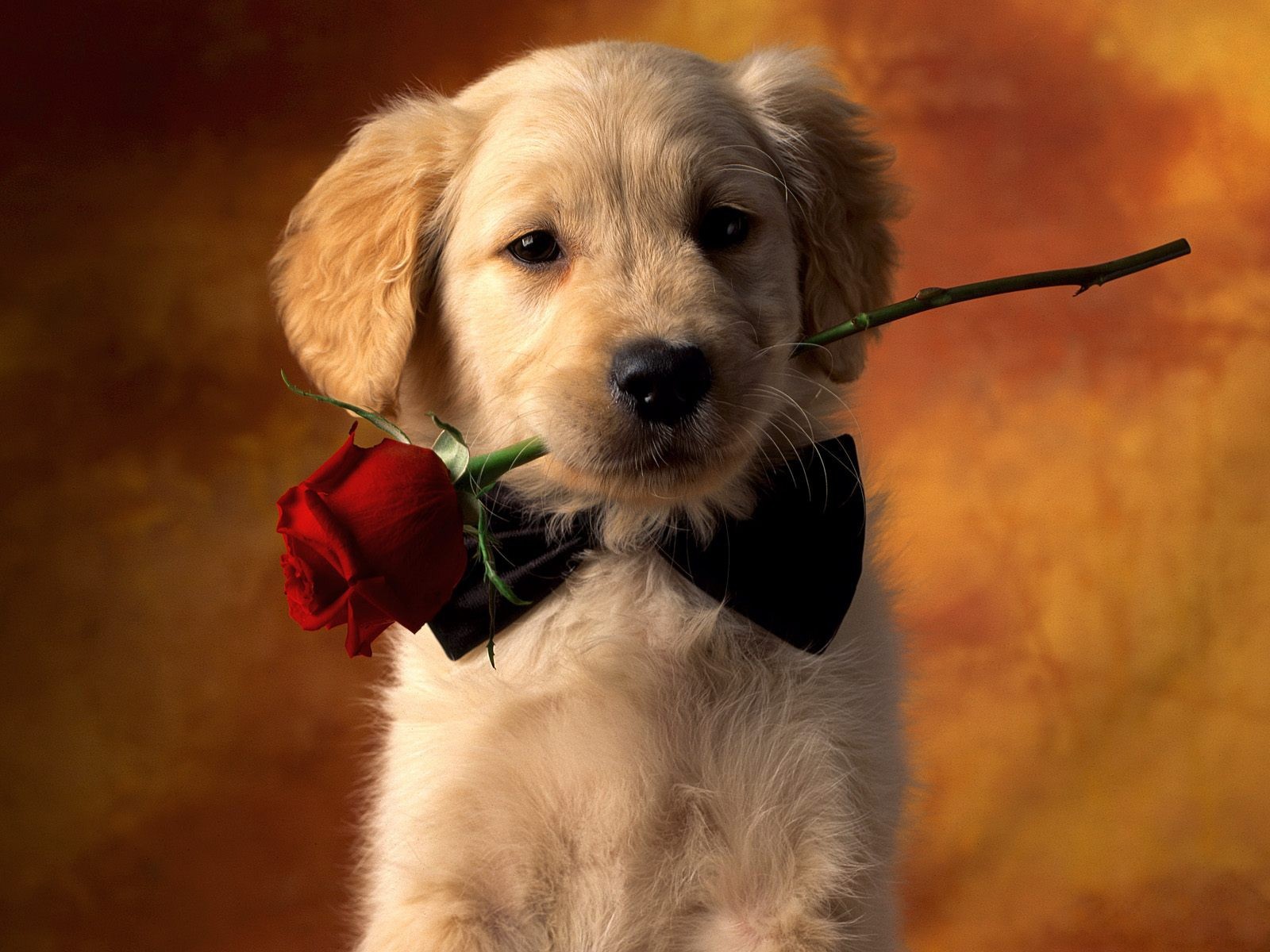 Rose Flowers Animals Good Boy 1600x1200