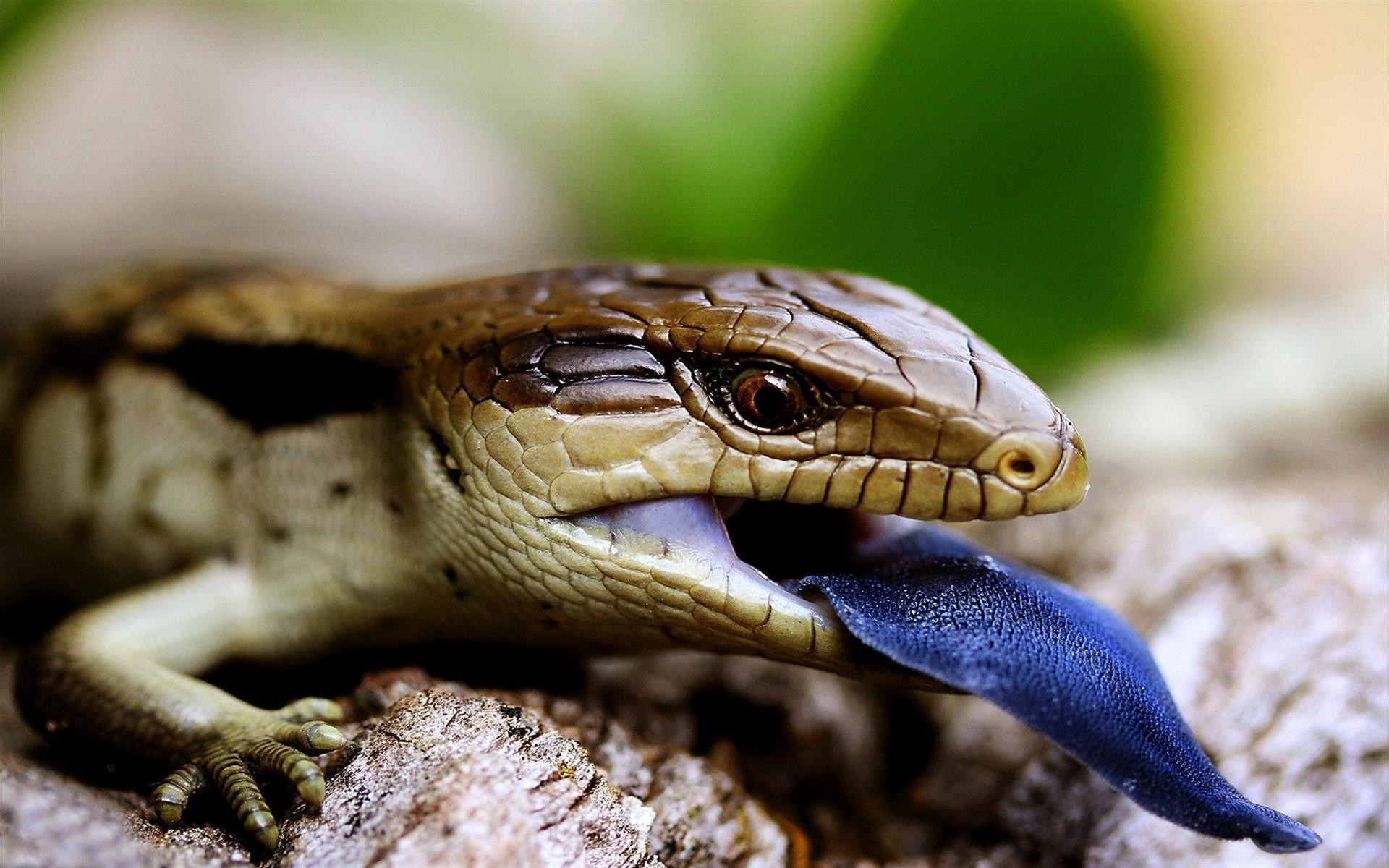 Reptiles Lizards Wildlife Reptile Animals 1920x1200