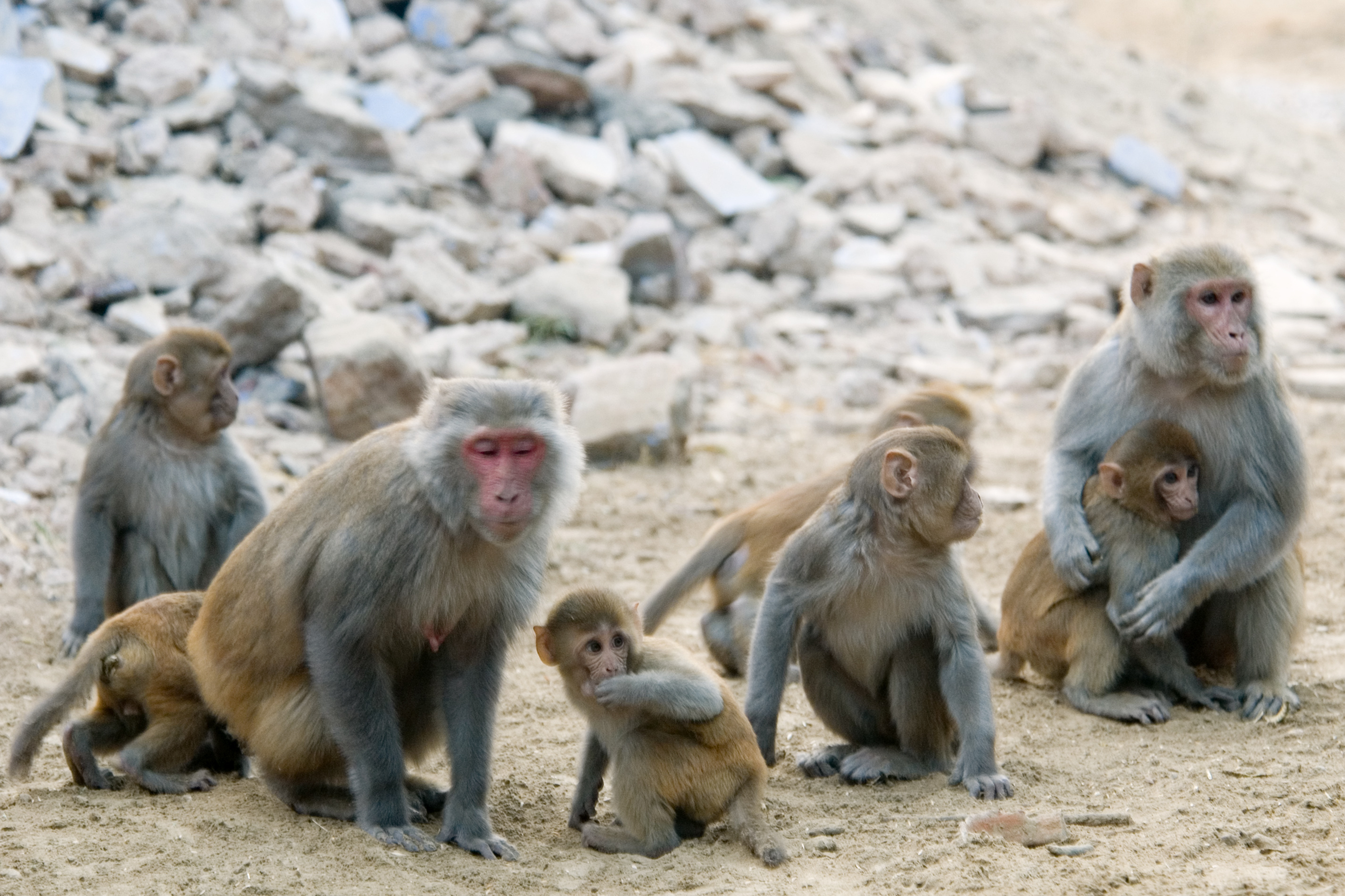 Animal Monkey Rhesus Macaque Macaque Primate Baby Animal 2852x1901