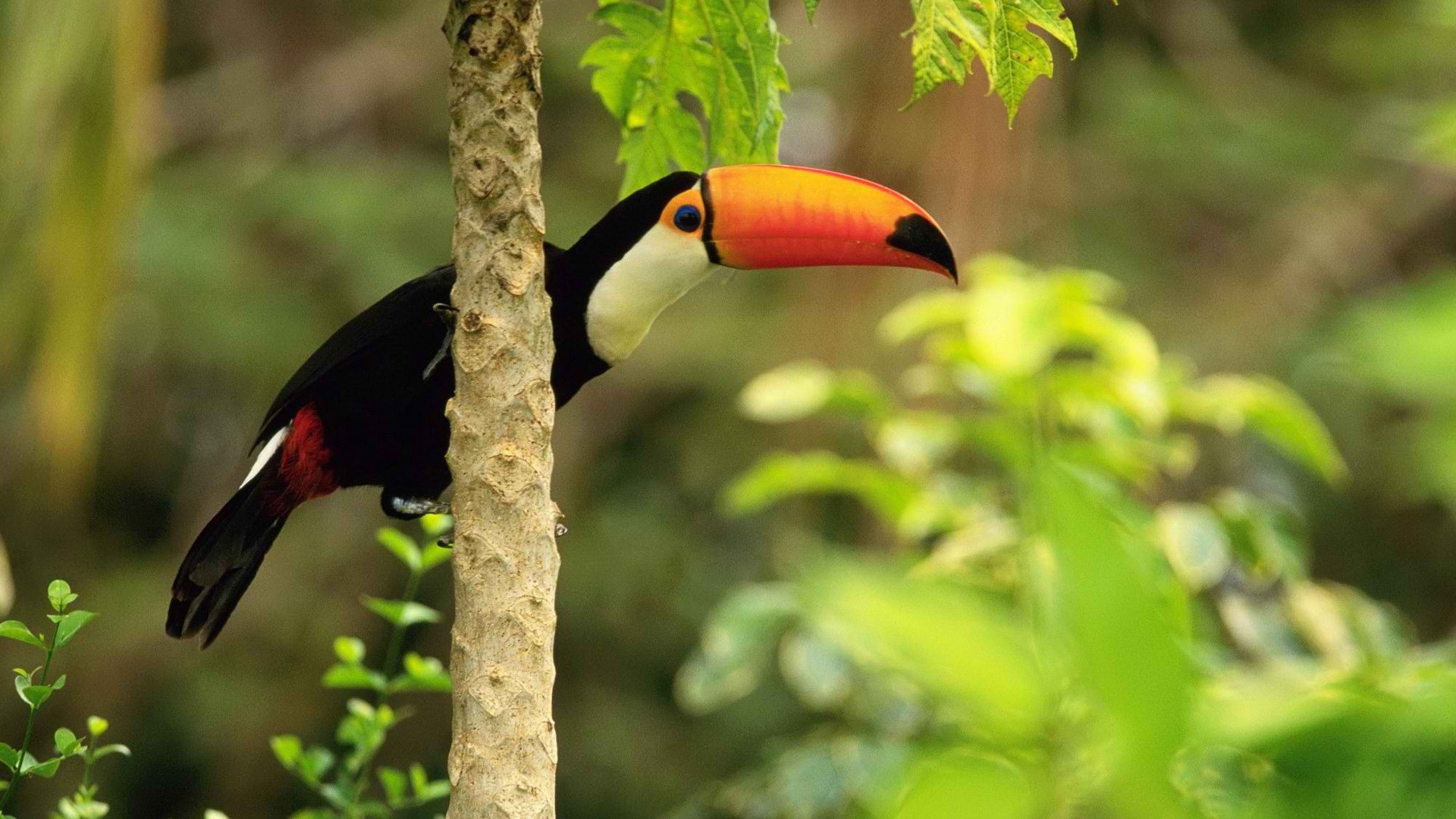 Animal Toco Toucan 1920x1080