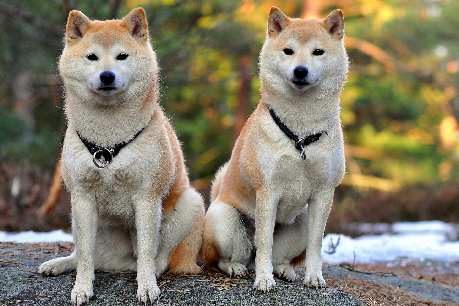 Animal Shiba Inu 1920x1280