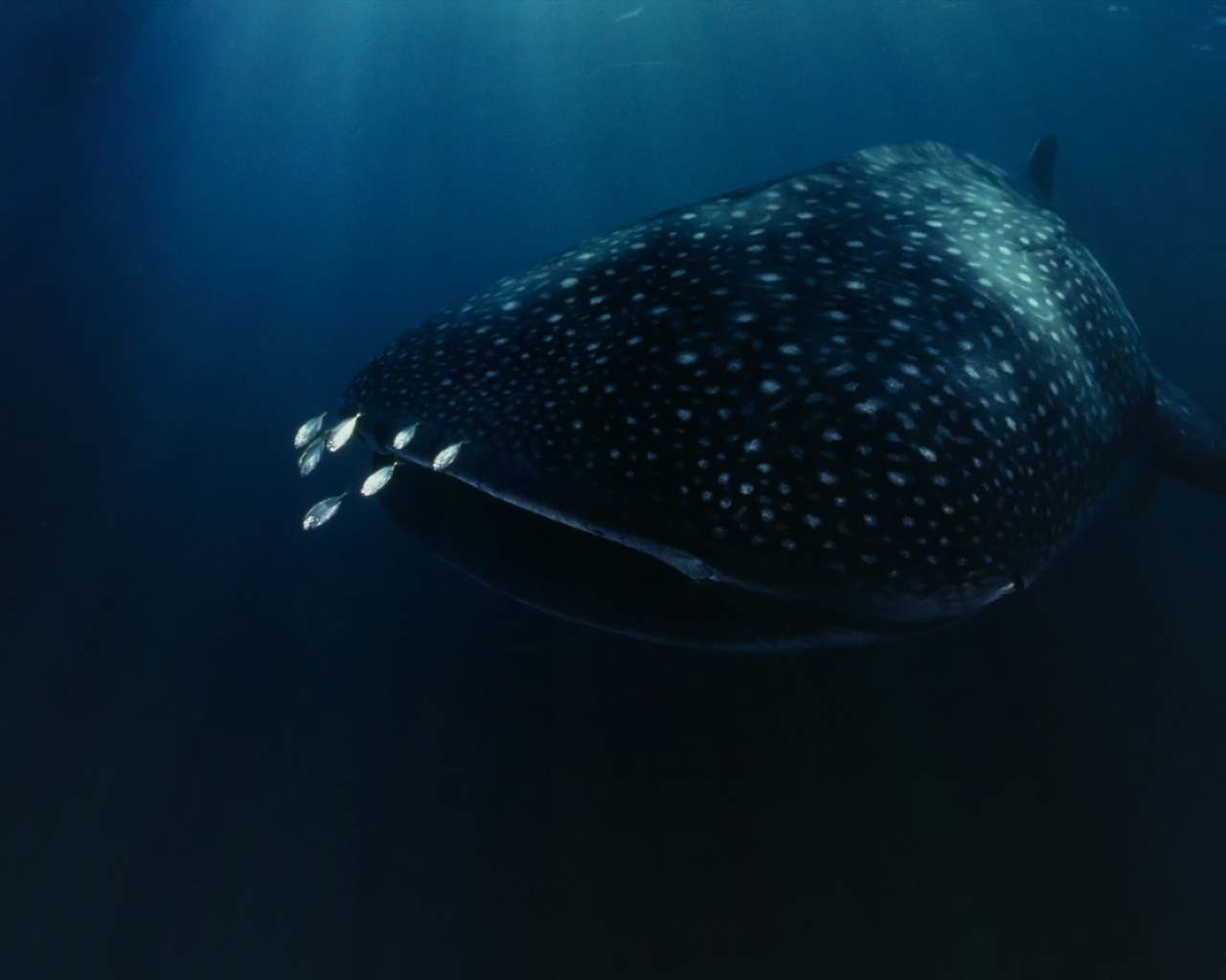 Whale Ocean Fish 1280x1024