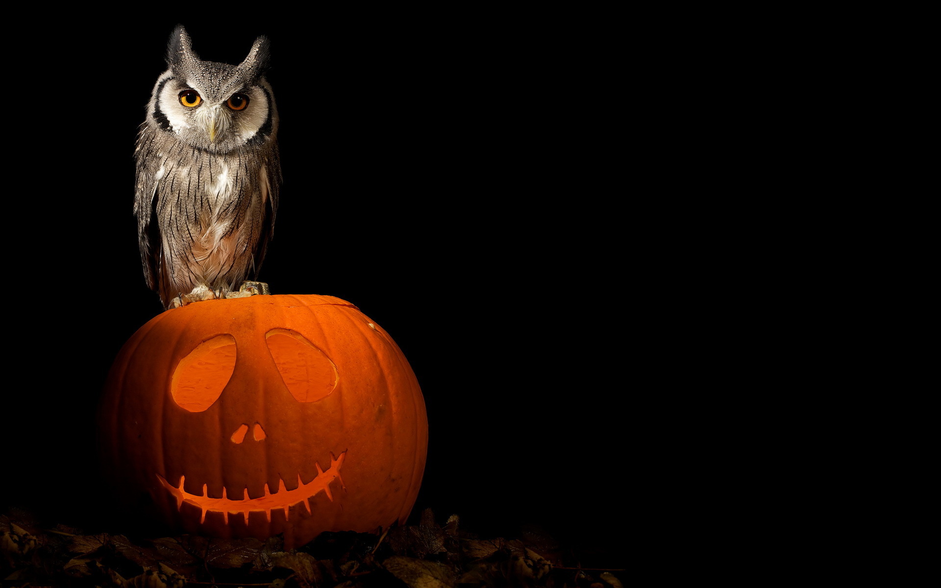 Halloween Jack O Lantern Owl 1920x1200
