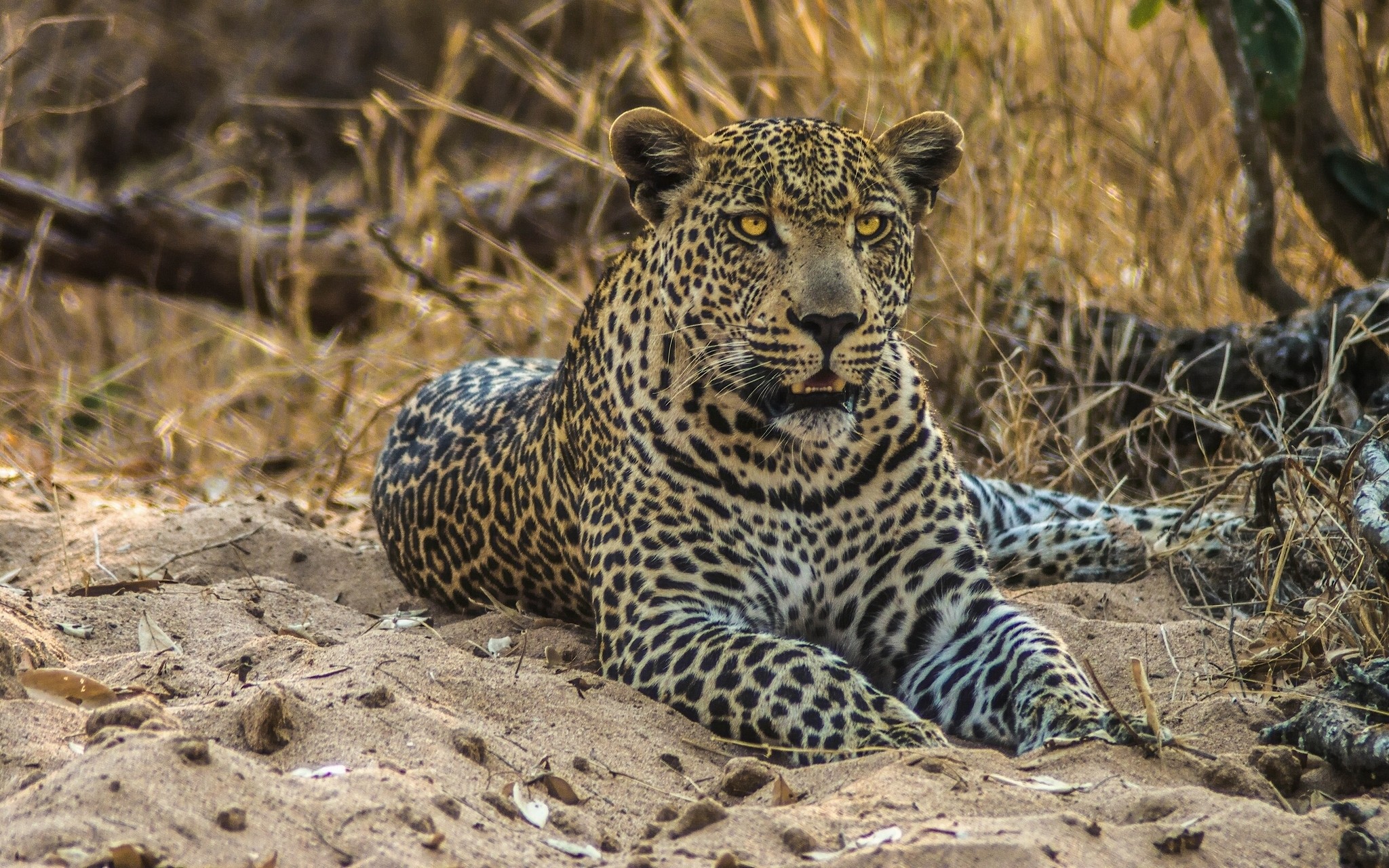 Nature Animals Wildlife Leopard Animal 2048x1280
