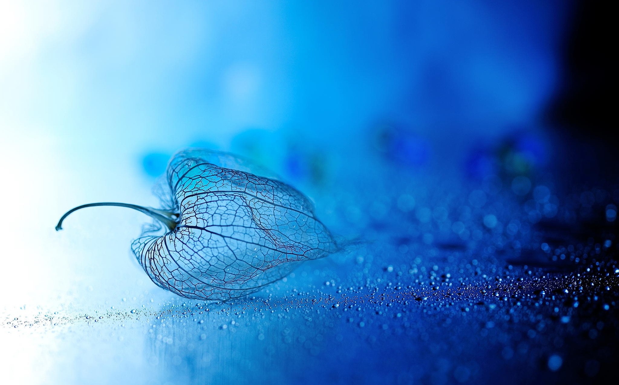 Chinese Lantern Bokeh Water Drops Macro Blue 2047x1274