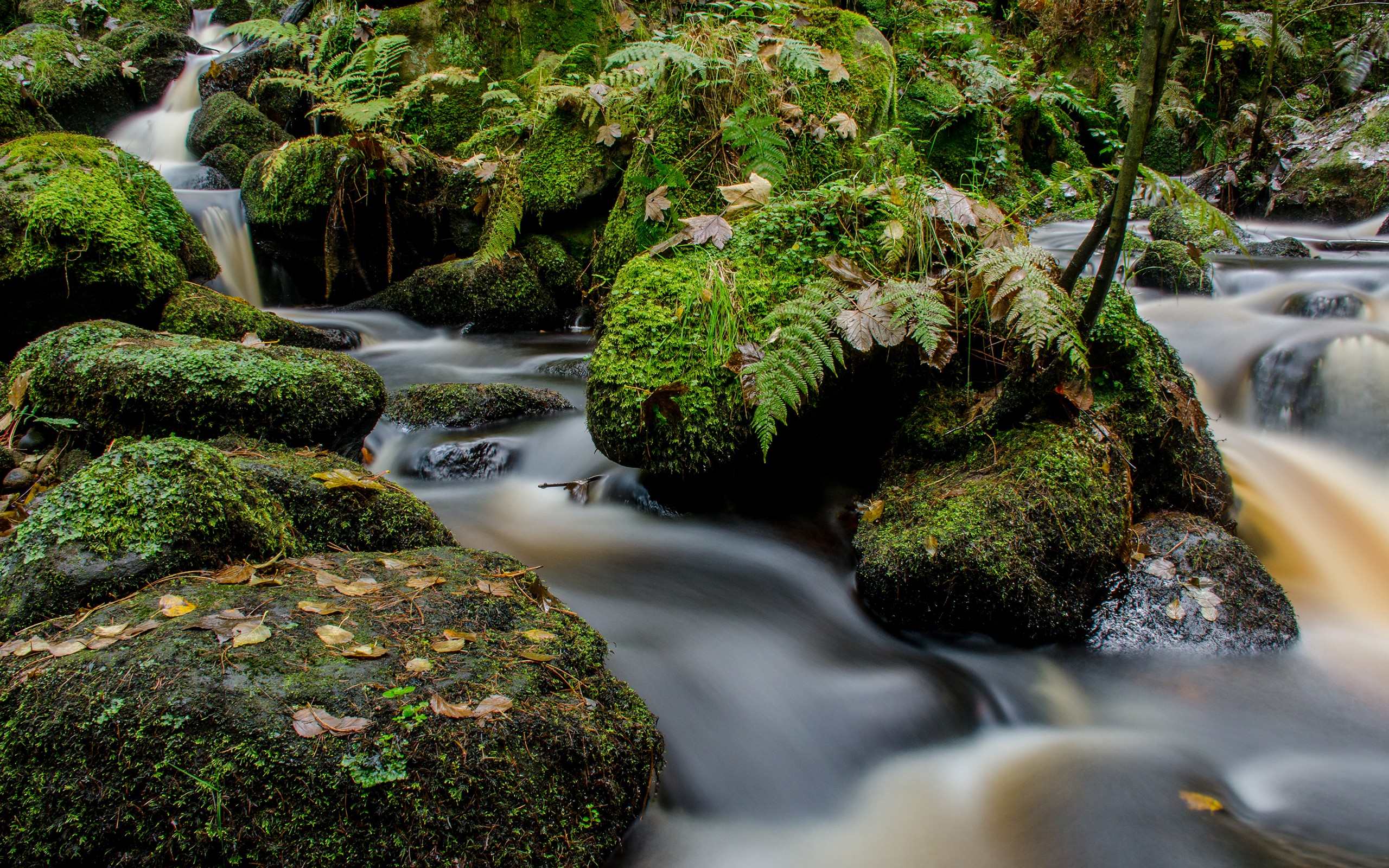 Landscape River Moss Without People Grass 2560x1600