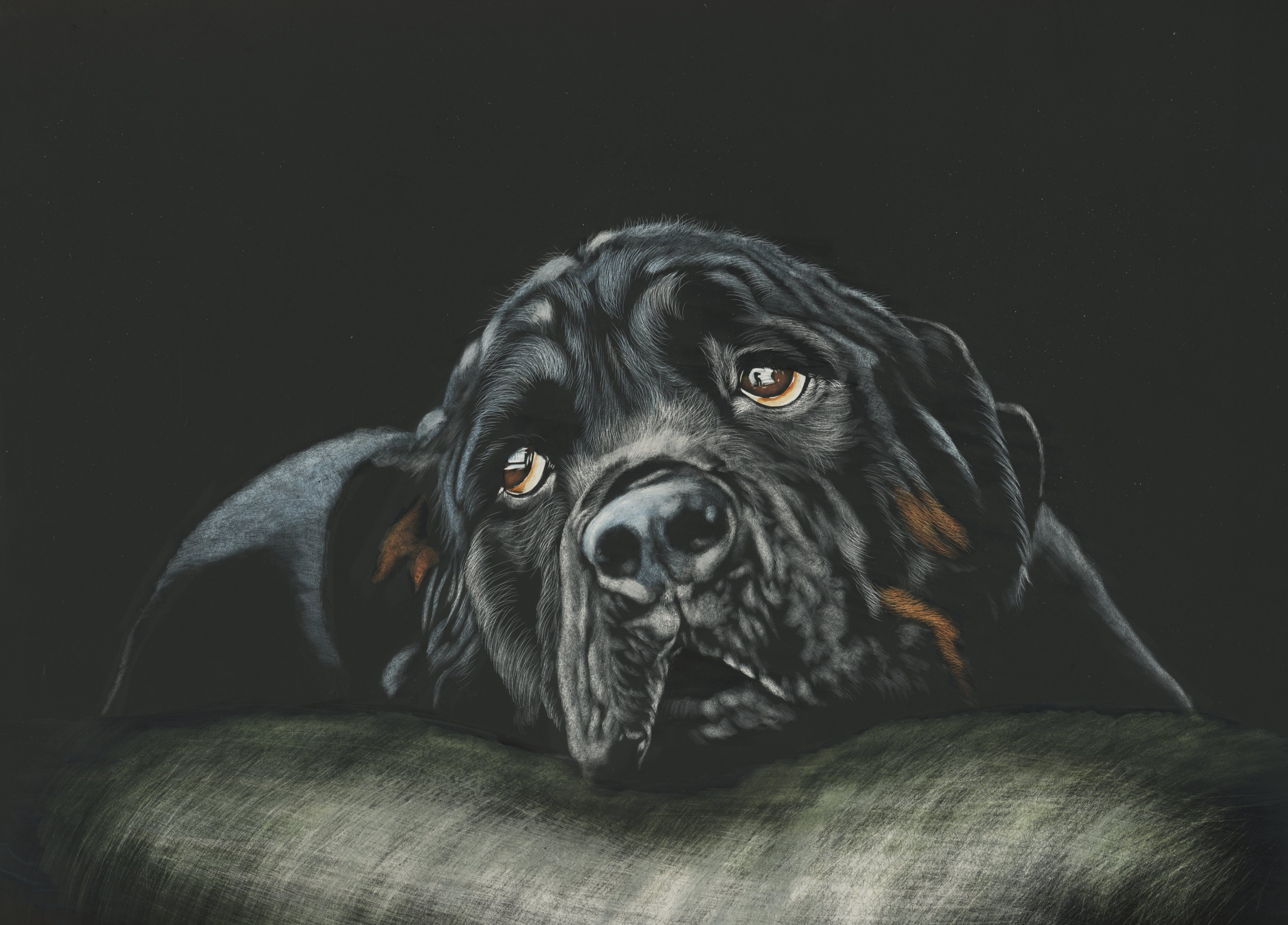 Rottweiler Dog Artistic Muzzle 3464x2488