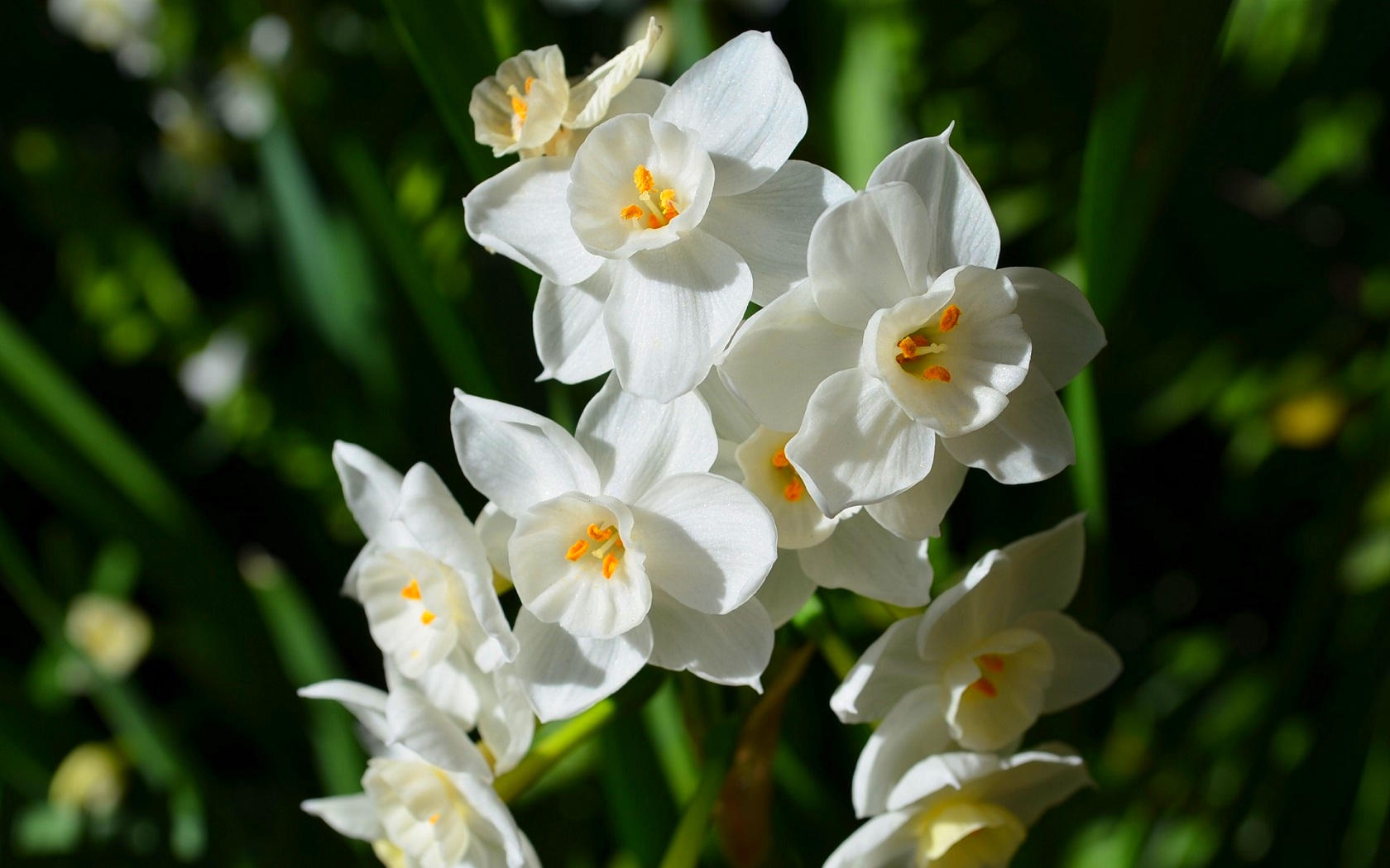Nature Photography Daffodil Flower Paperwhite Narcissus Narcissus Original Anime 1680x1050
