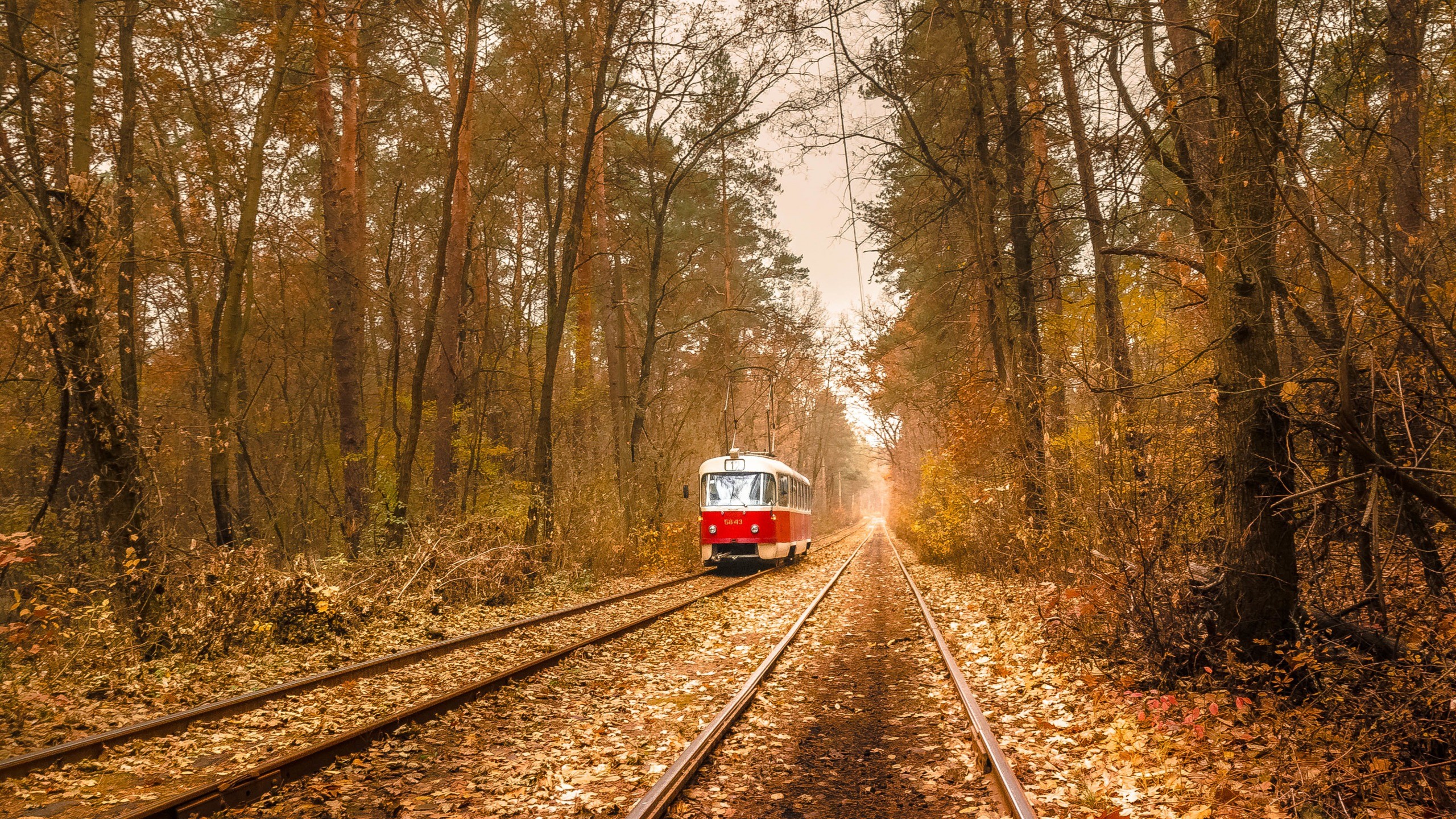 Nature Trees Leaves Vehicle Tram Railway Rail Yard Forest Branch Fall Electricity Wire Ukraine 2560x1440