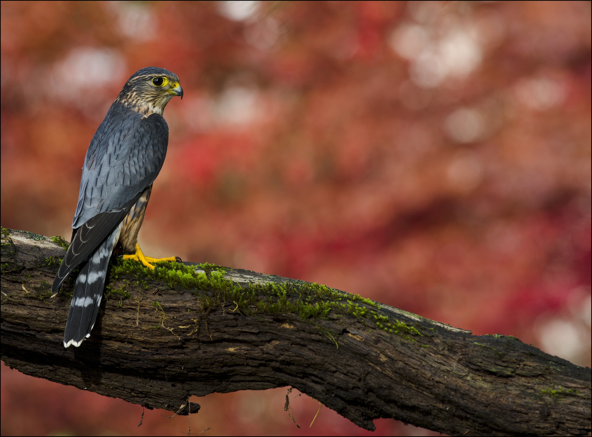 Animals Falcon Birds Wildlife Nature Falcons 2048x1510