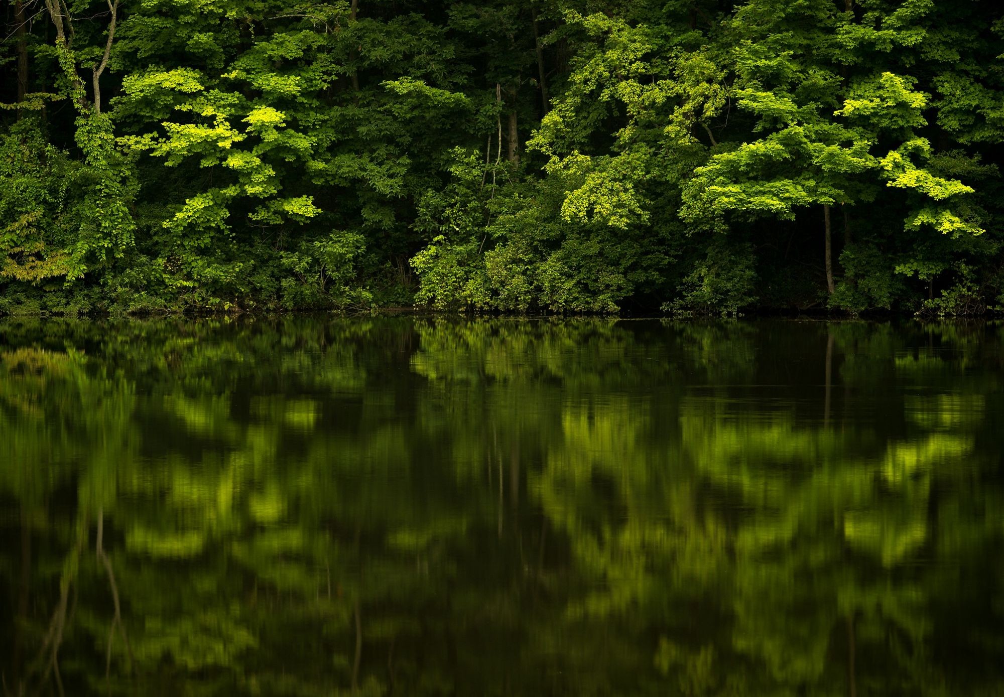 Forest Reflection River Plants Landscape Green Without People 2000x1389