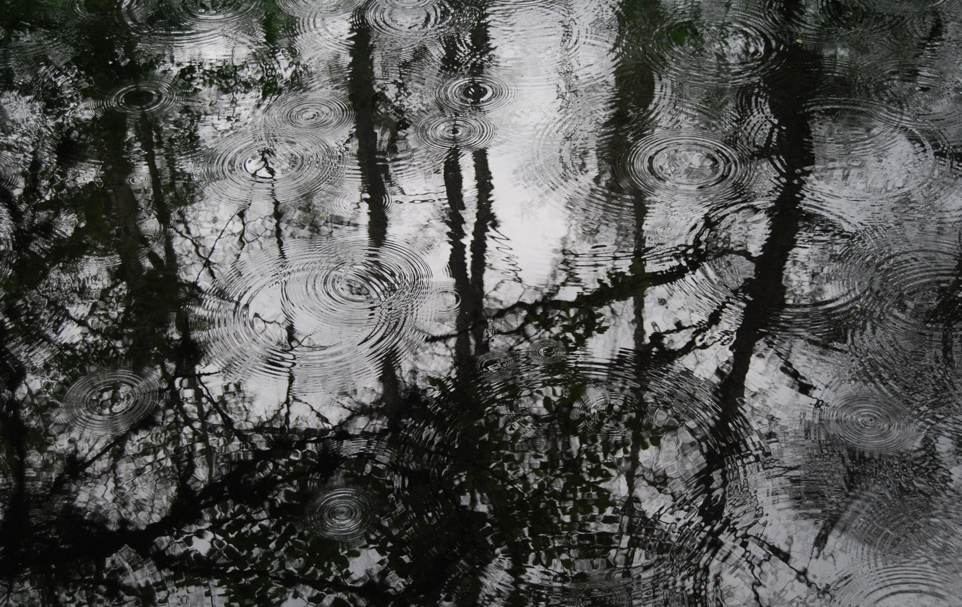Water Reflection Rain Ripples Trees 1900x1200