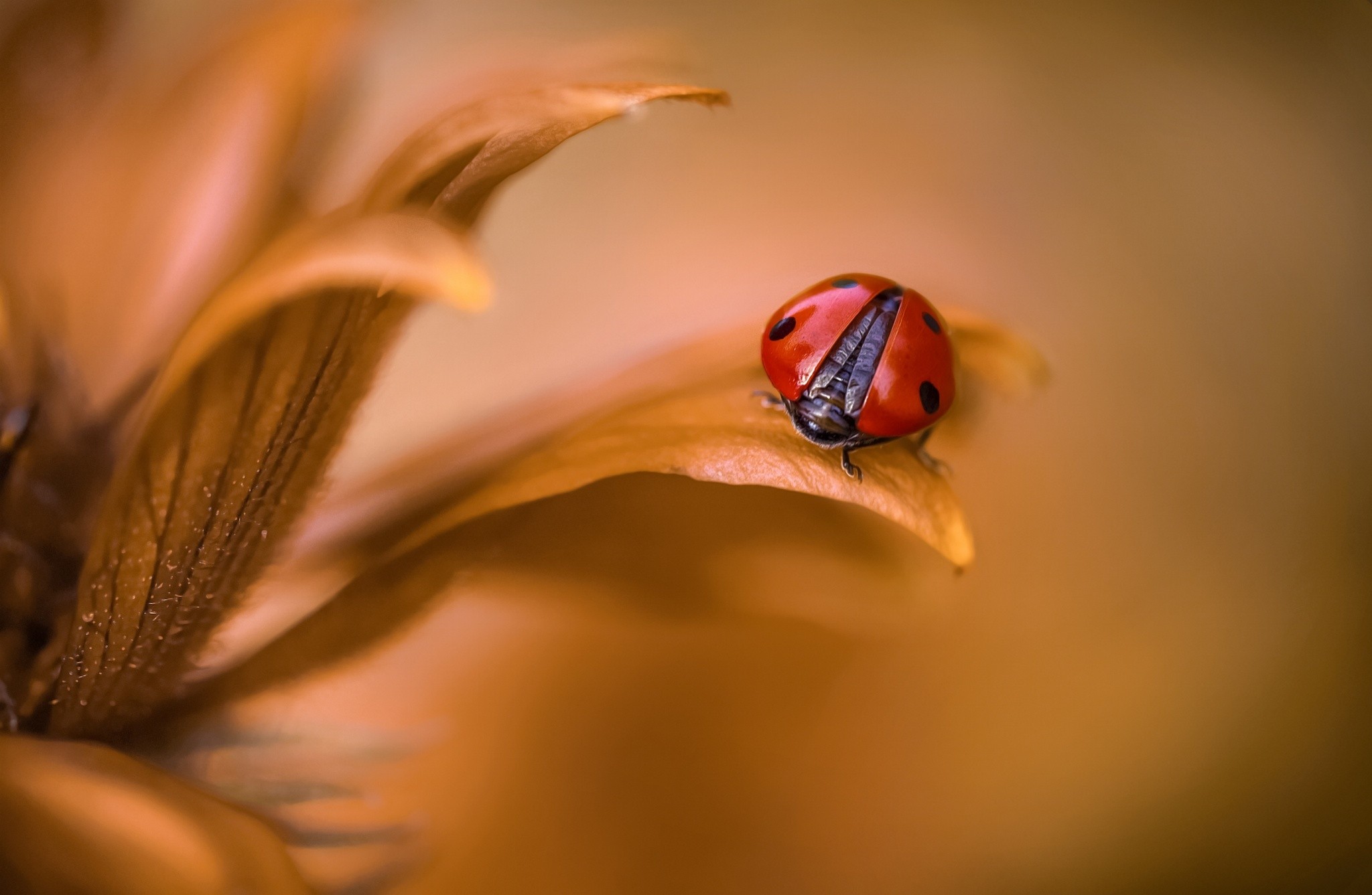 Macro Ladybugs Insect 2048x1337