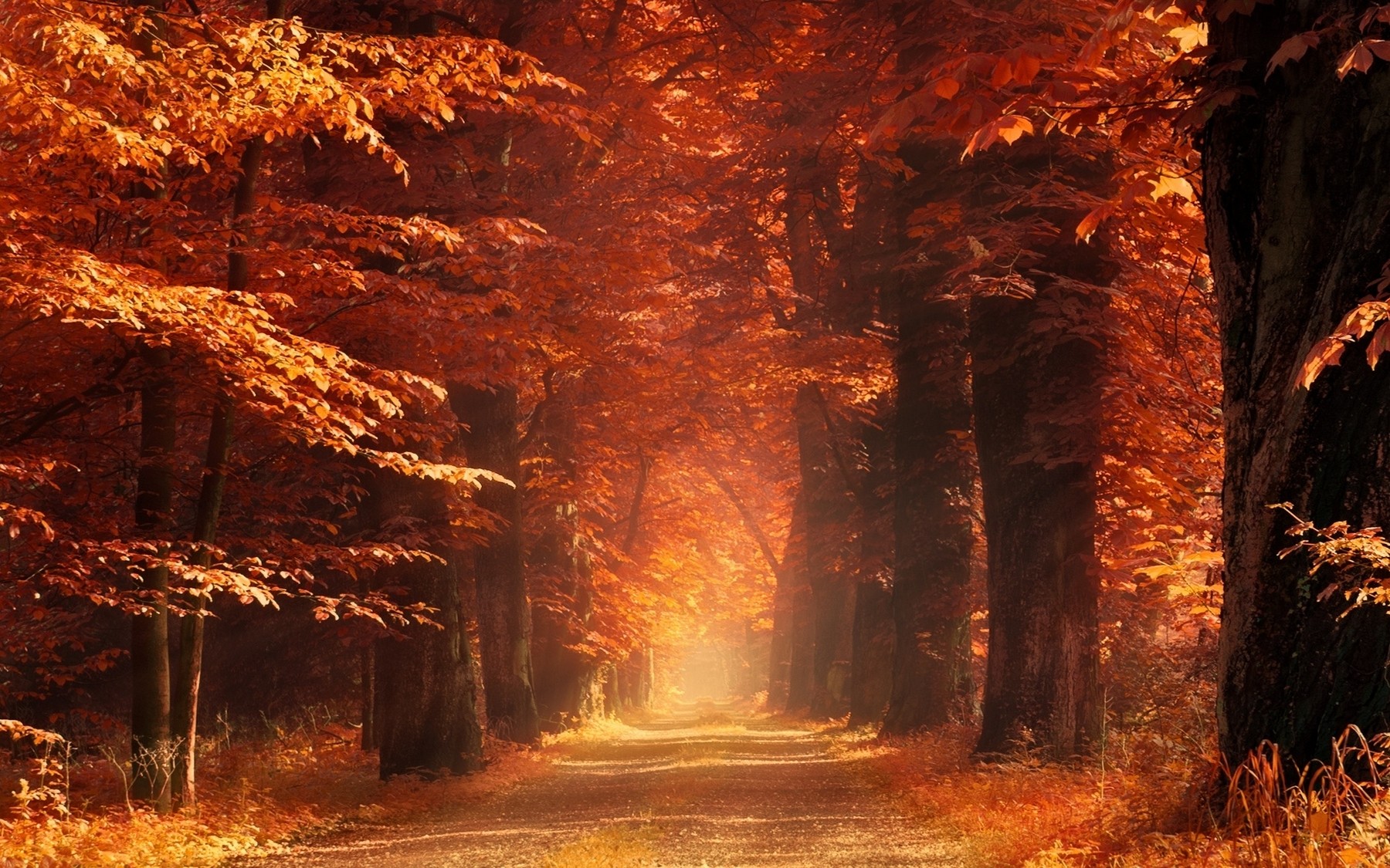 Nature Landscape Sun Rays Mist Dirt Road Dry Grass Forest Fall Morning Sunlight Trees Amber Leaves P 1800x1125
