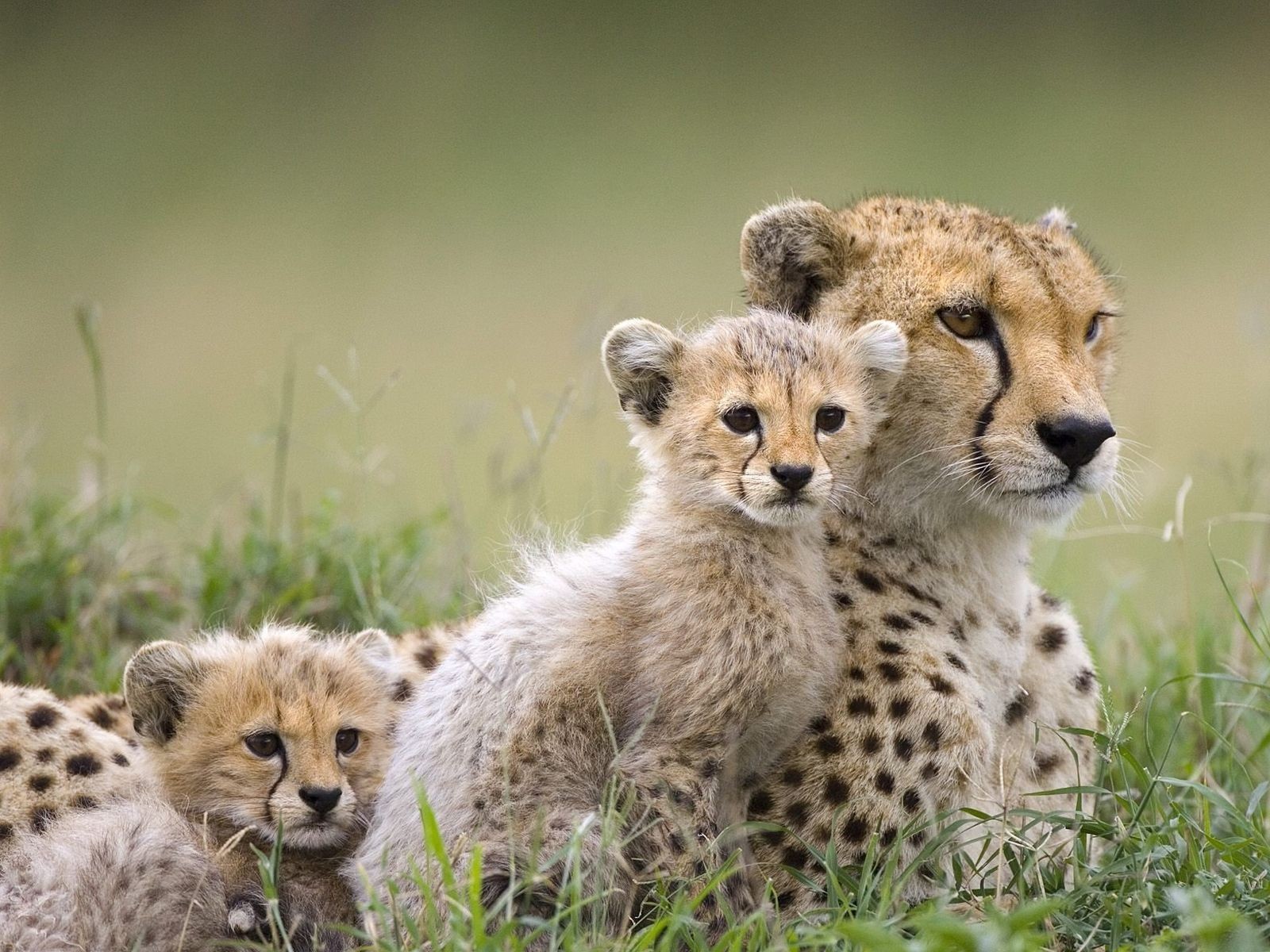 Animals Baby Animals Cheetahs 1600x1200