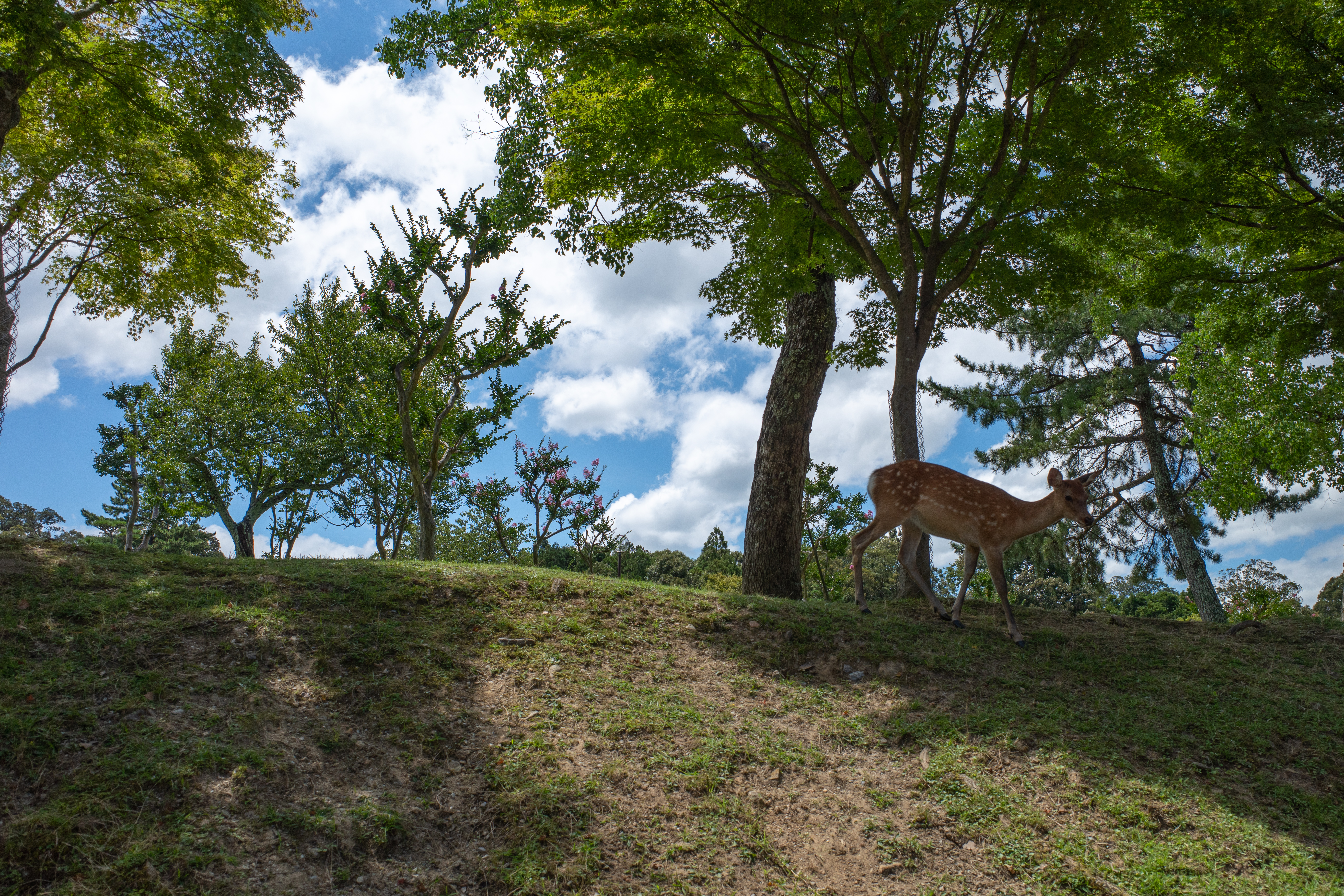 Japan Deer Nara Park 5492x3661