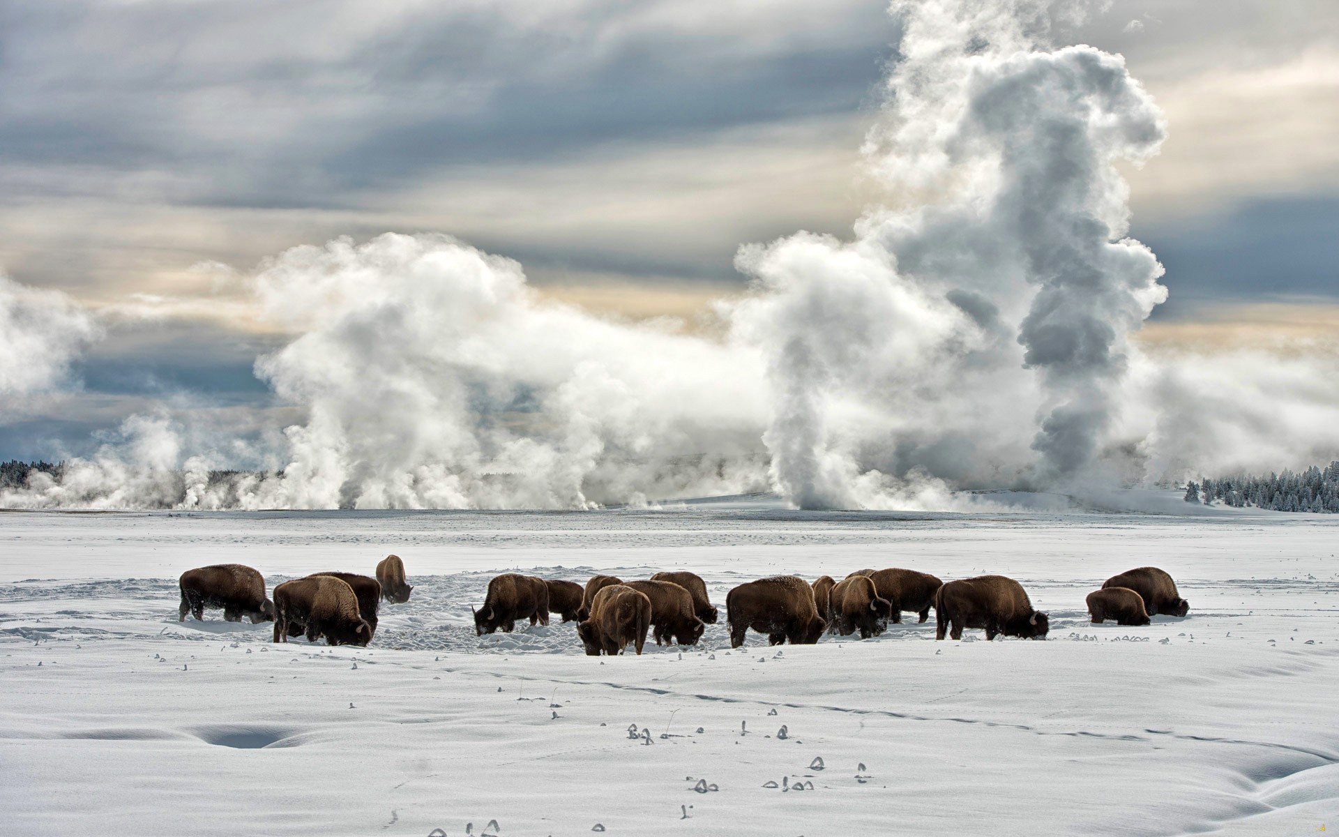 Nature Landscape Winter Snow Clouds Animals Trees Buffalo Bison Alaska 1920x1200