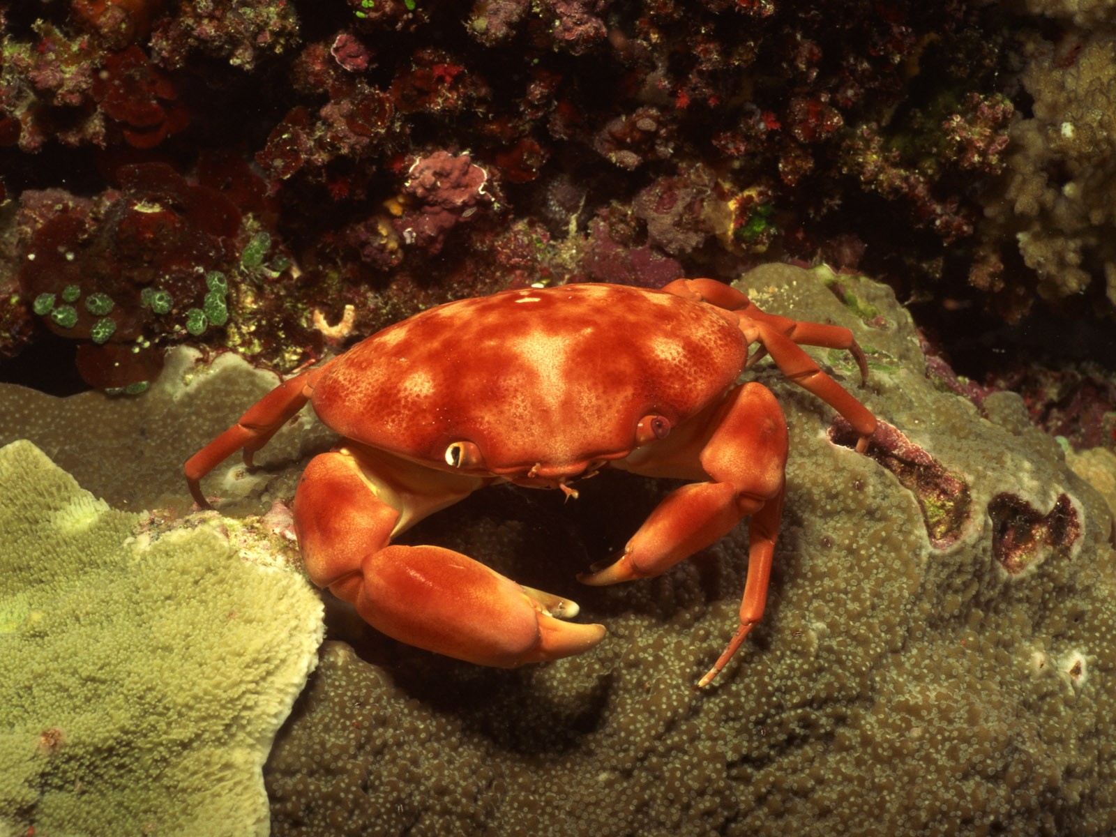 Sea Underwater Sea Anemones Coral Crabs Crustaceans 1600x1200