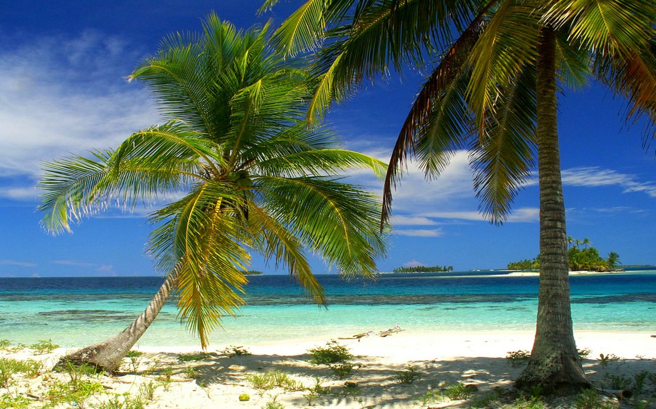 Nature Landscape Palm Trees Beach Island Sea Tropical Summer Panama 1300x812