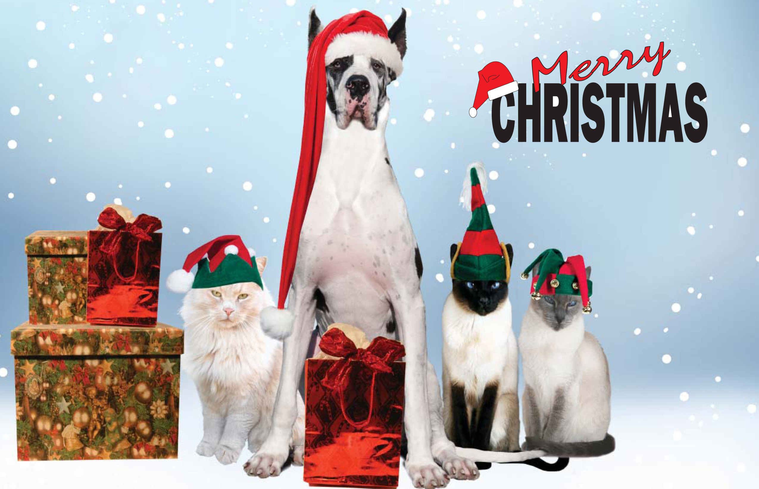 Merry Christmas Dog Cat Christmas Gift Santa Hat Great Dane 2550x1645