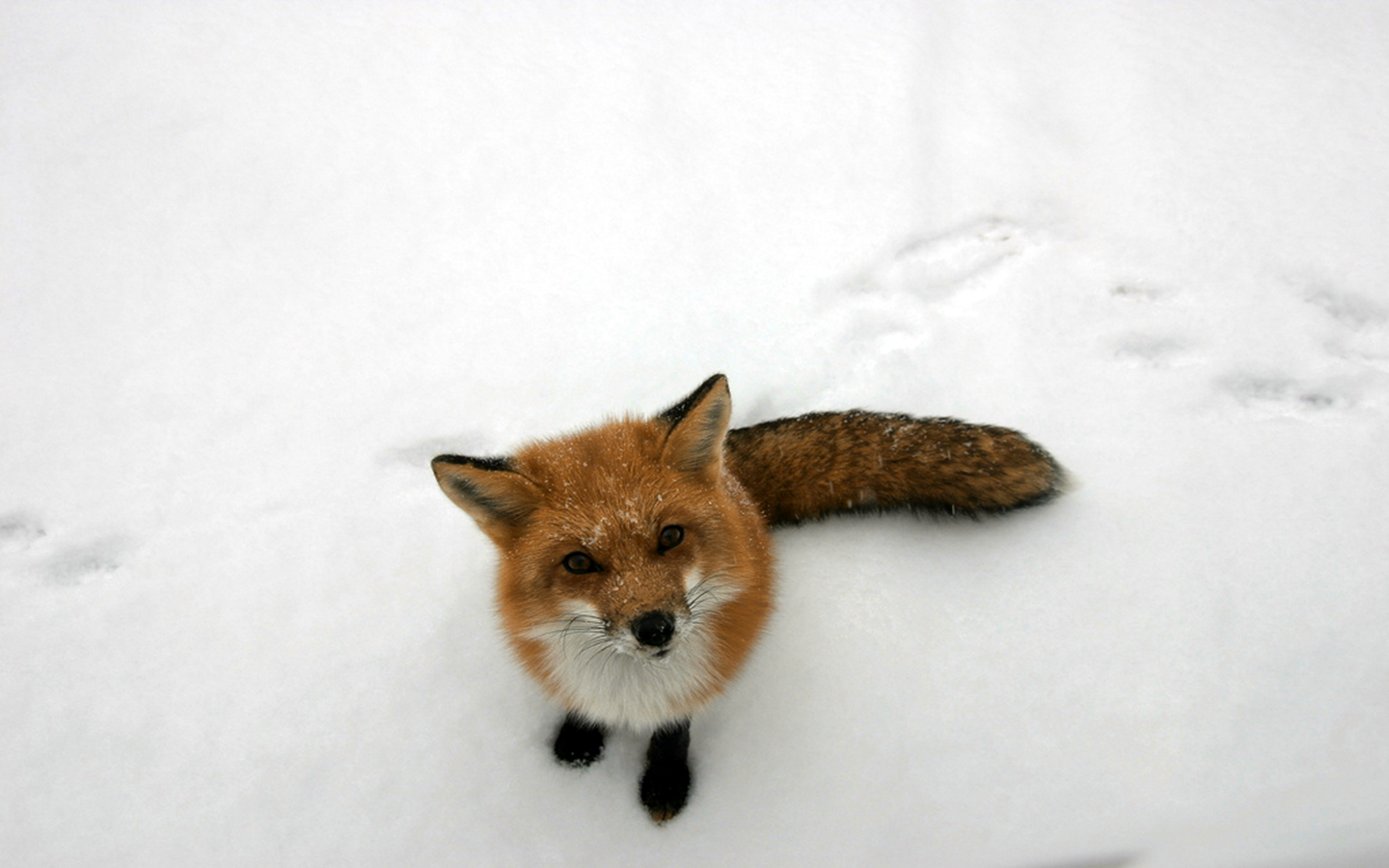 Fox Snow Animals Curious Winter Nature 1440x900