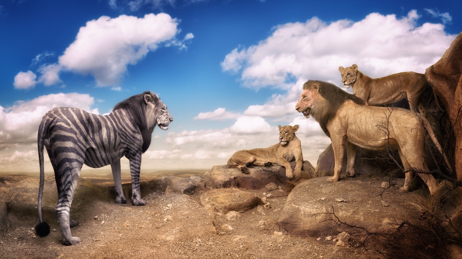 Nature Animals Digital Art Photo Manipulation Humor Lion Zebras Rock Trees Clouds Laughing 1920x1080